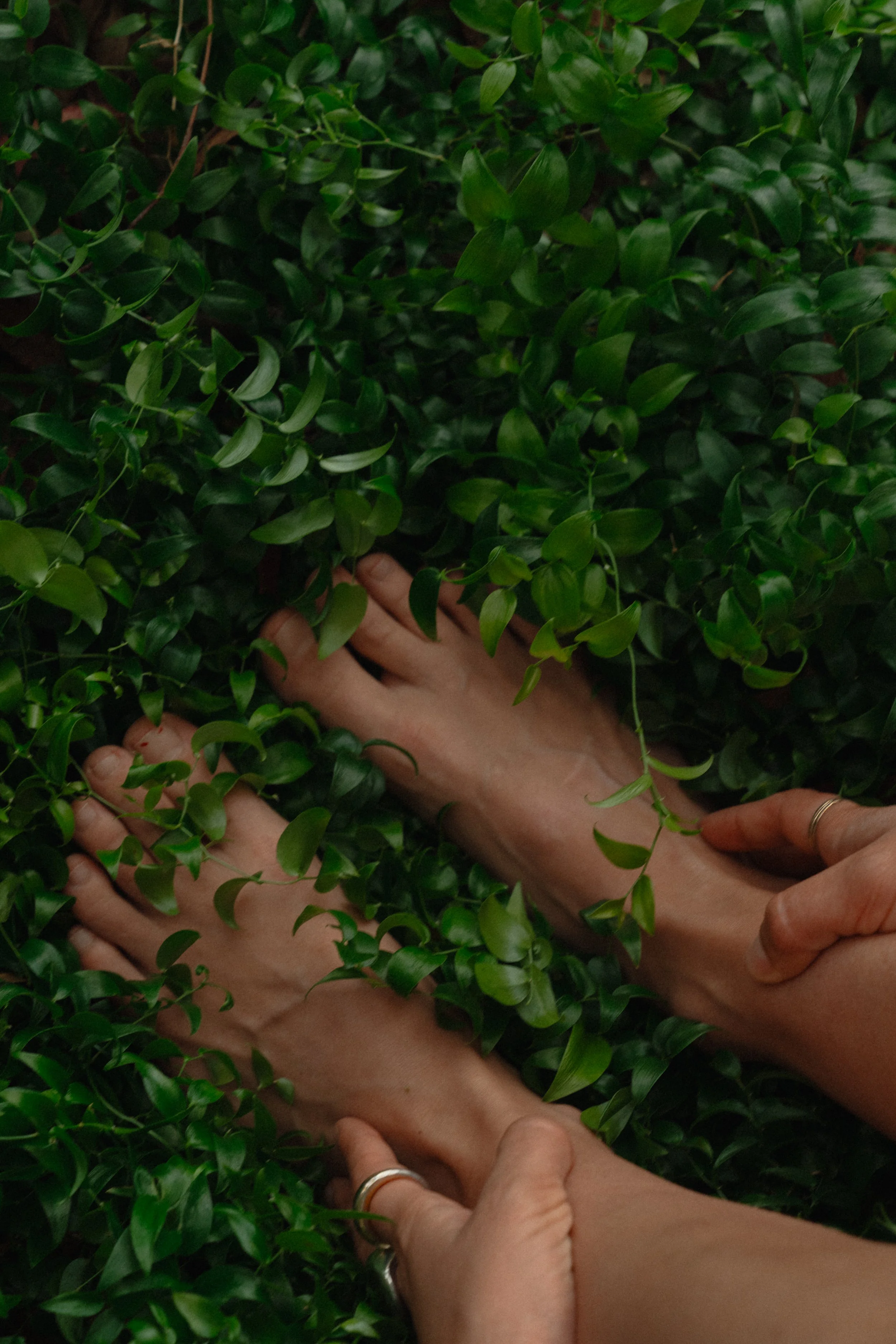 Two hands, each with a ring, gently intertwined among lush green leaves and vines, creating a natural, intimate scene.