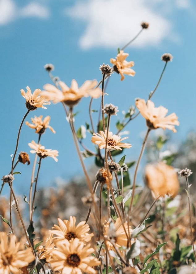 Orange flowers blooming under a blue sky with some clouds.