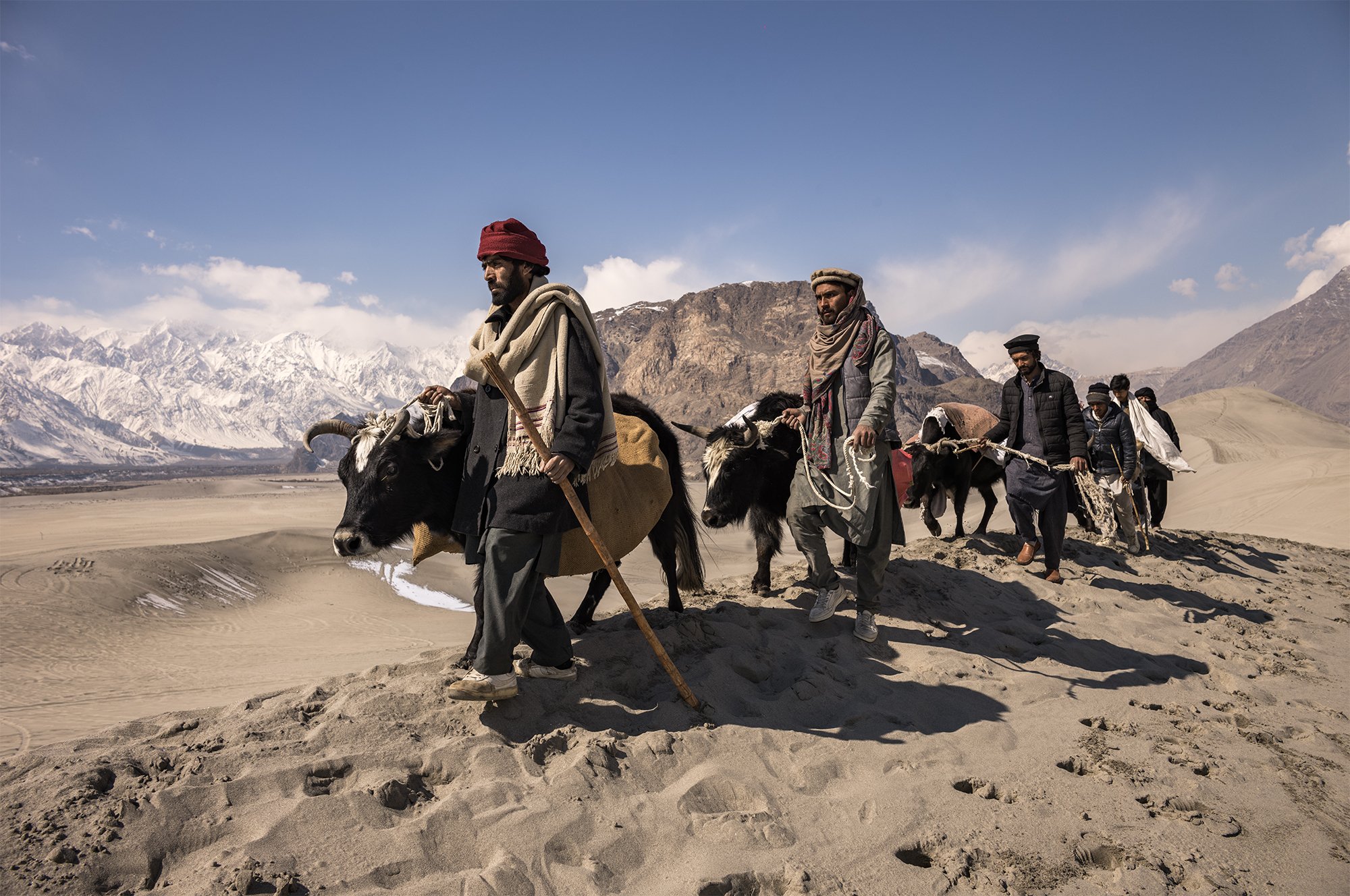 Group of people leading yaks on a sandy hill with snowy mountains in the background
