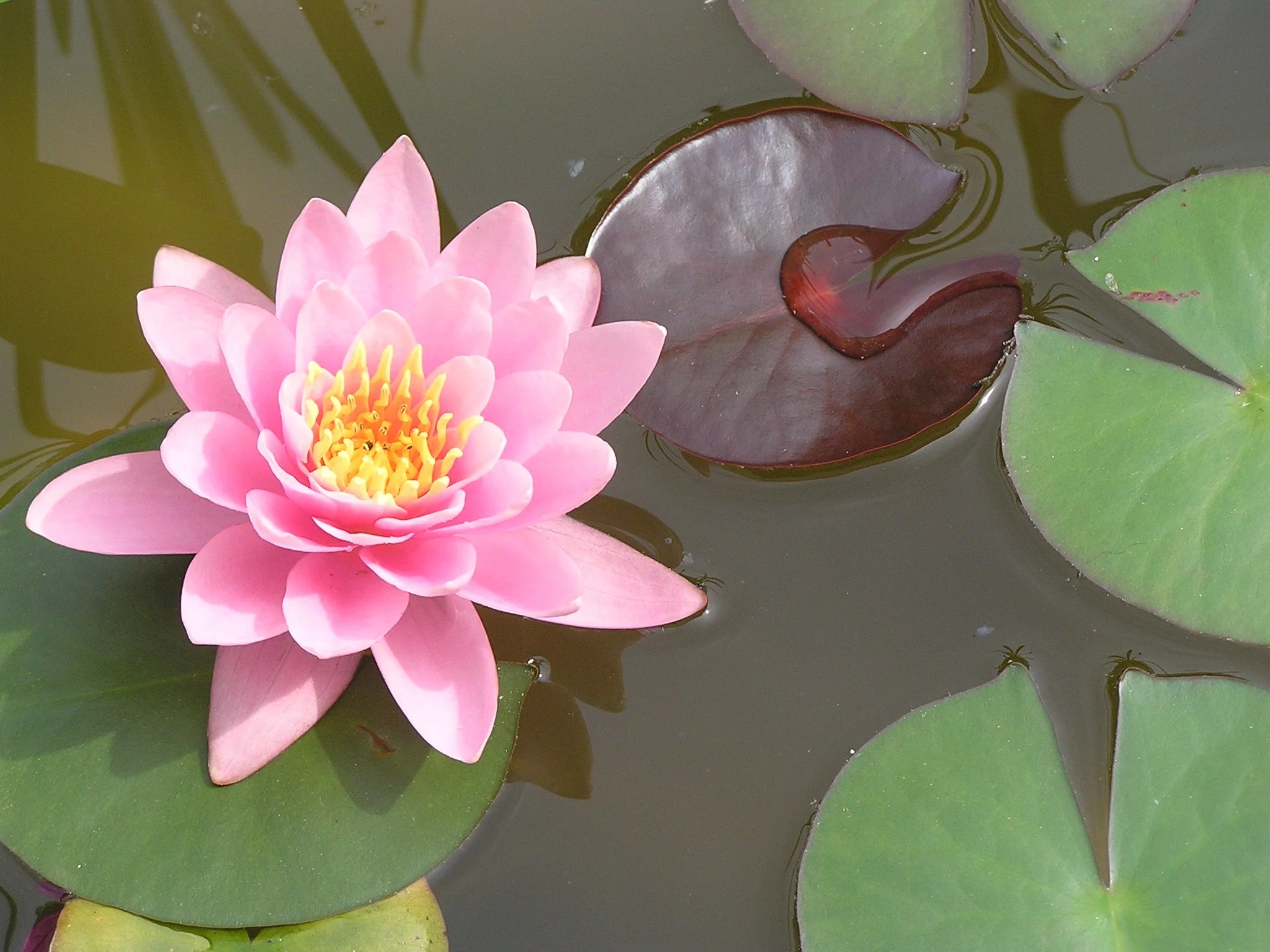 reed-lebenspraxis rosa Seerose auf einem Teich mit grünen Seerosenblättern