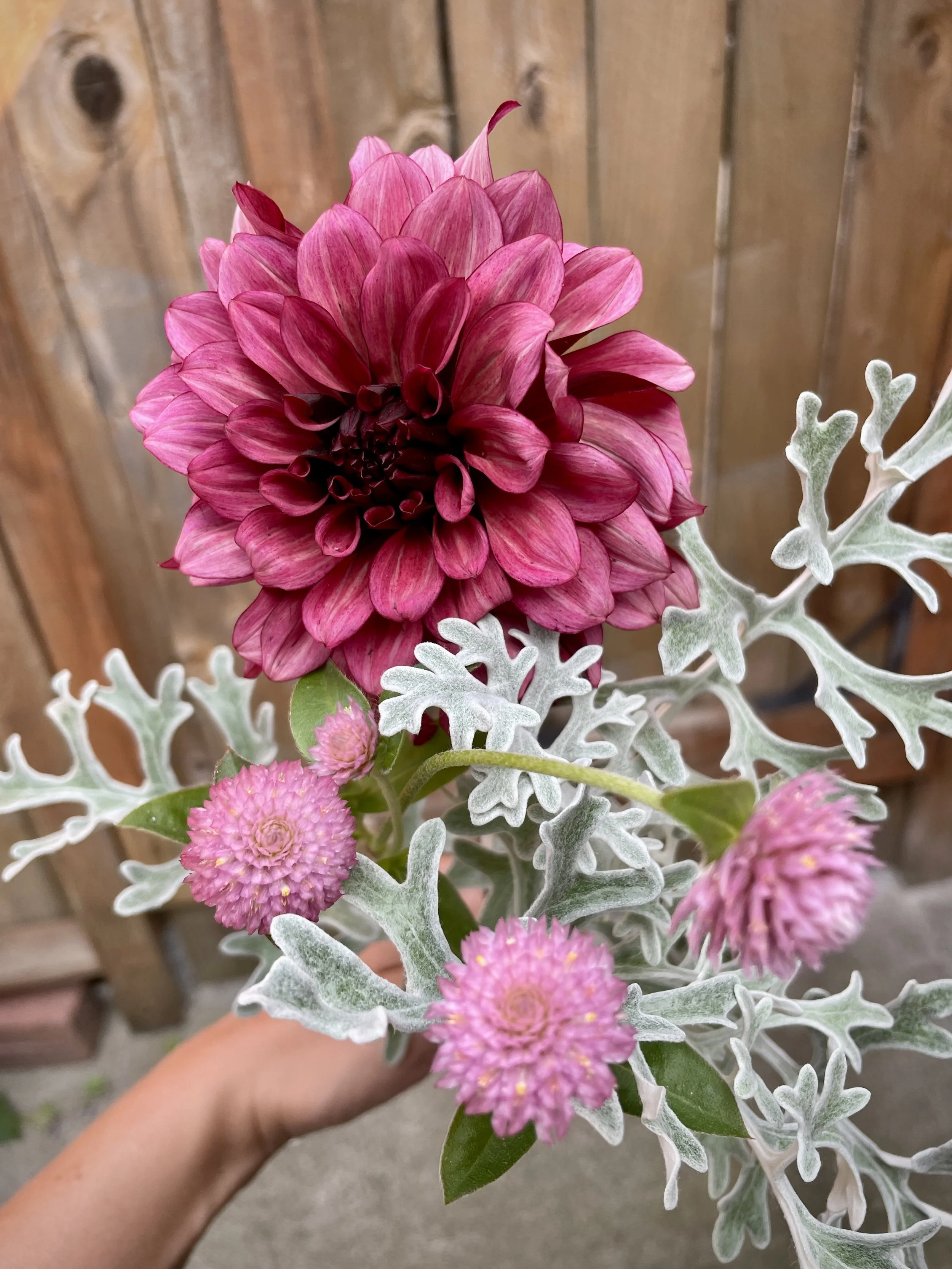 Full Season Whatcom County Delivery