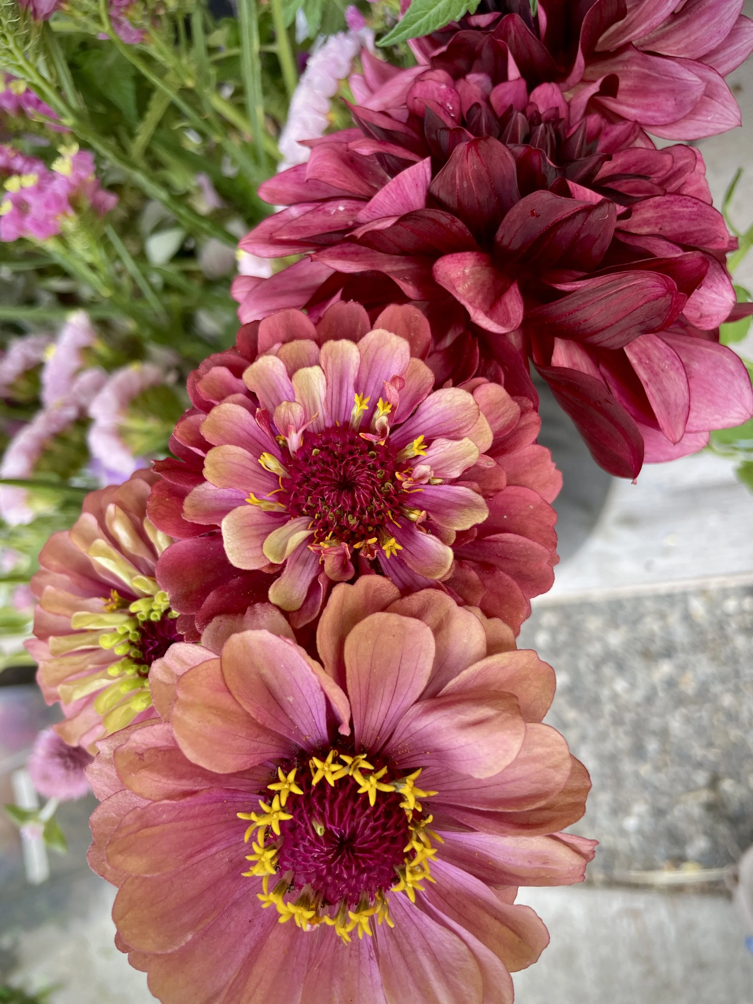 Full Season City of Bellingham Delivery