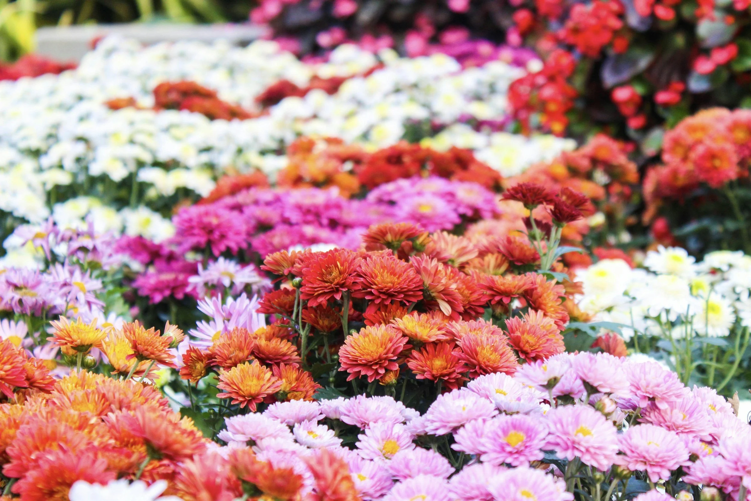 assorted colorful chrysanthemums in bloom at a flower garden