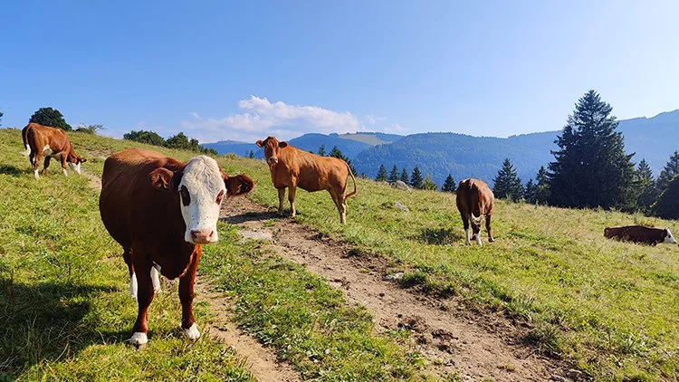 Tierarztpraxis-Zapf_Tiere(3).jpg