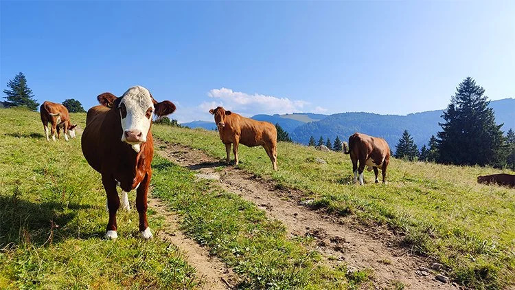 Tierarztpraxis-Zapf_Tiere(2).jpg