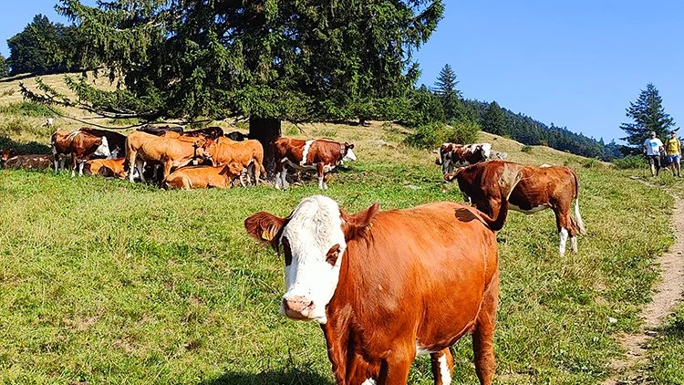 Tierarztpraxis-Zapf_Tiere(1).jpg
