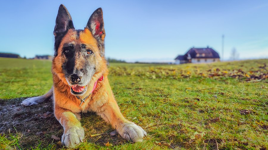 Tierarztpraxis-Zapf Hund
