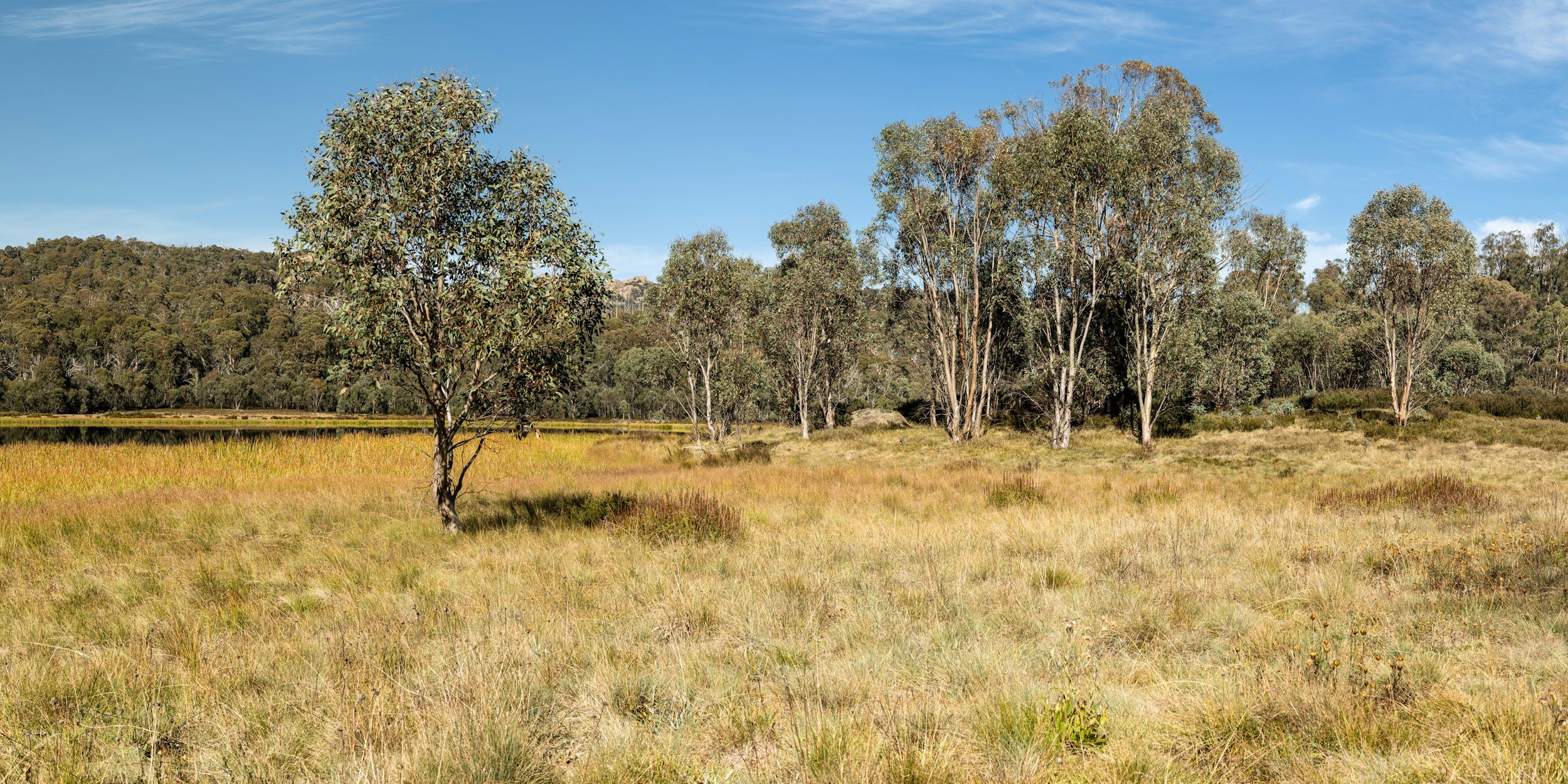 Scrubby farmland in Australia
