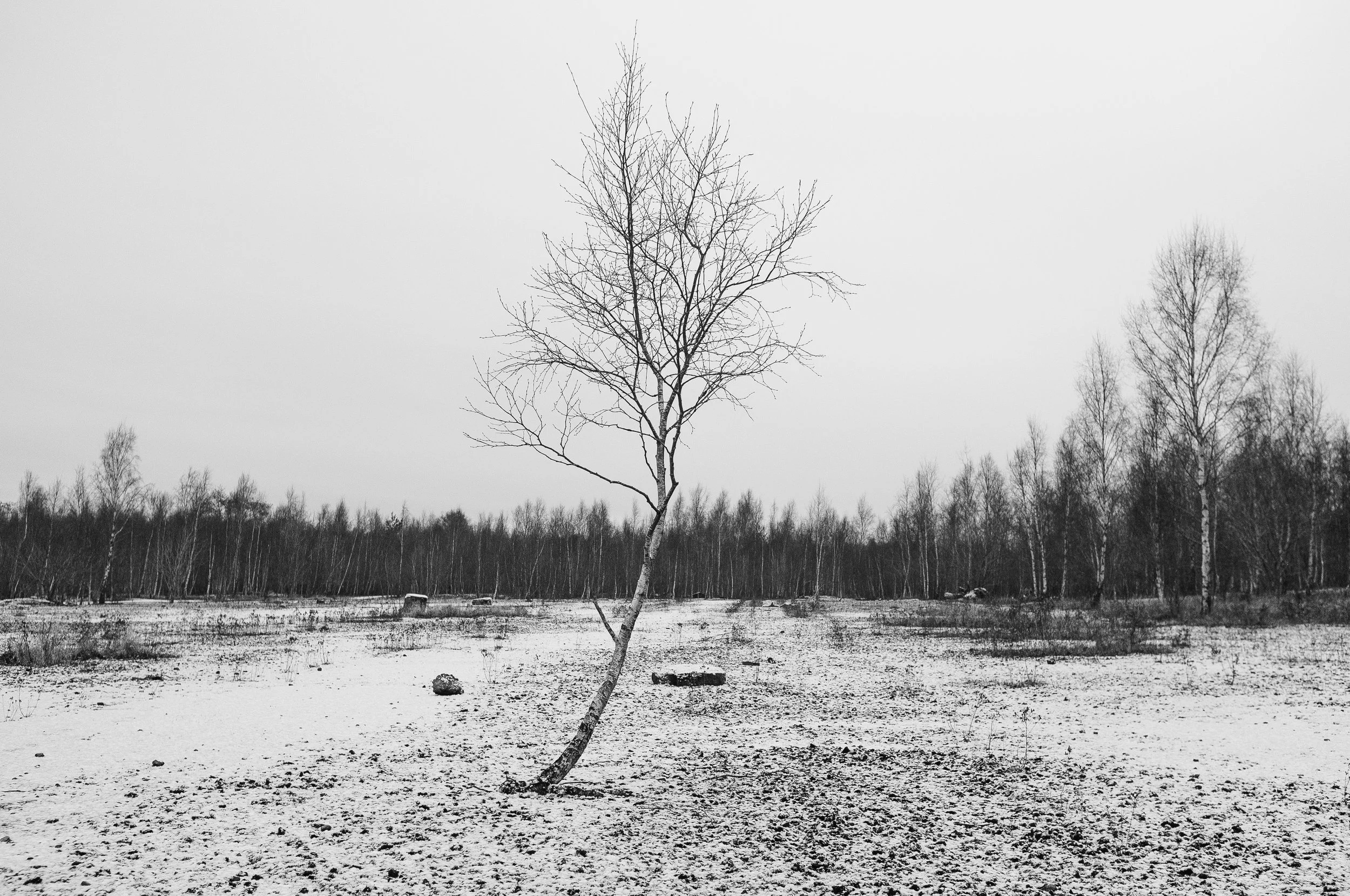 Snow_ravens-22.jpg