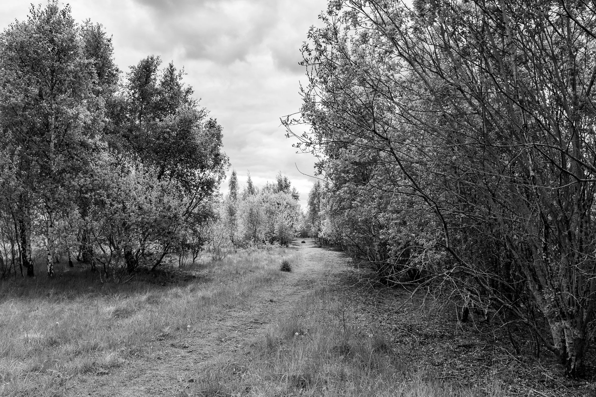 5D_ravens_spring26-11.jpg