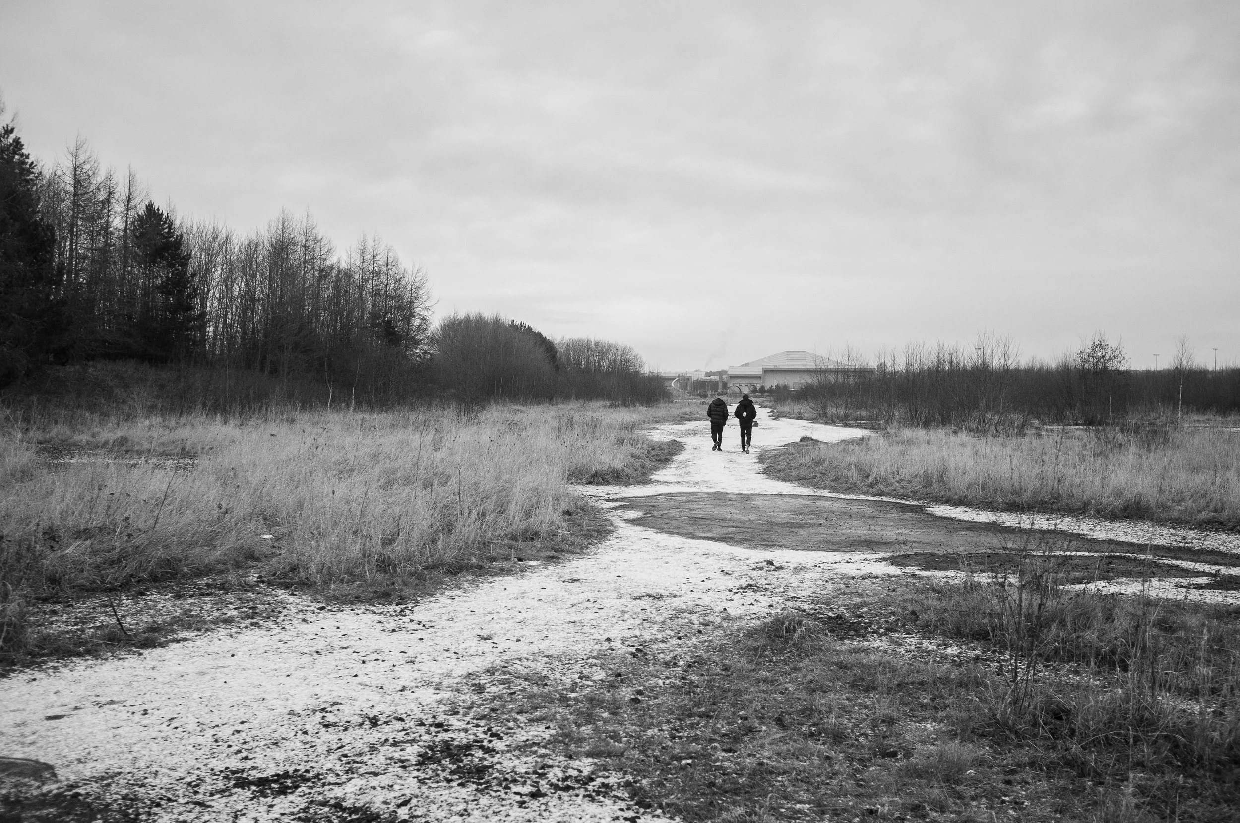 Snow_ravens-30.jpg