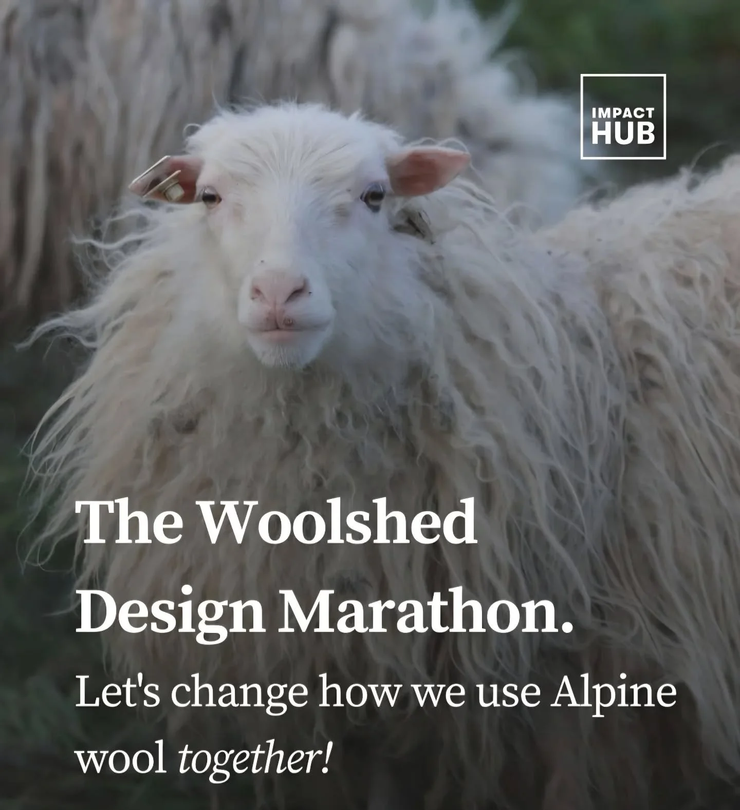 OPEN CALL!! 

What could Alpine wool become if we stopped seeing it as a by-product and started treating it as a design material?

From architecture to fashion, from product design to landscape applications, we'll explore how an abundant yet overlook