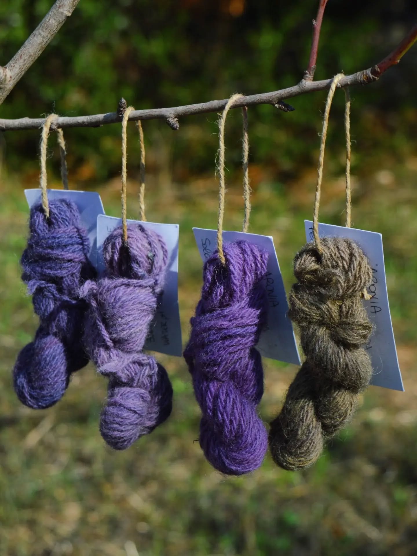 Another part of @martinamuroni 's Wool and Flow residency at @farmlab.at focused on natural dyes, experimenting with locally collected plants and different extraction methods.

The idea was to compare solar dyeing, cold dyeing, hot dyeing, and fermen