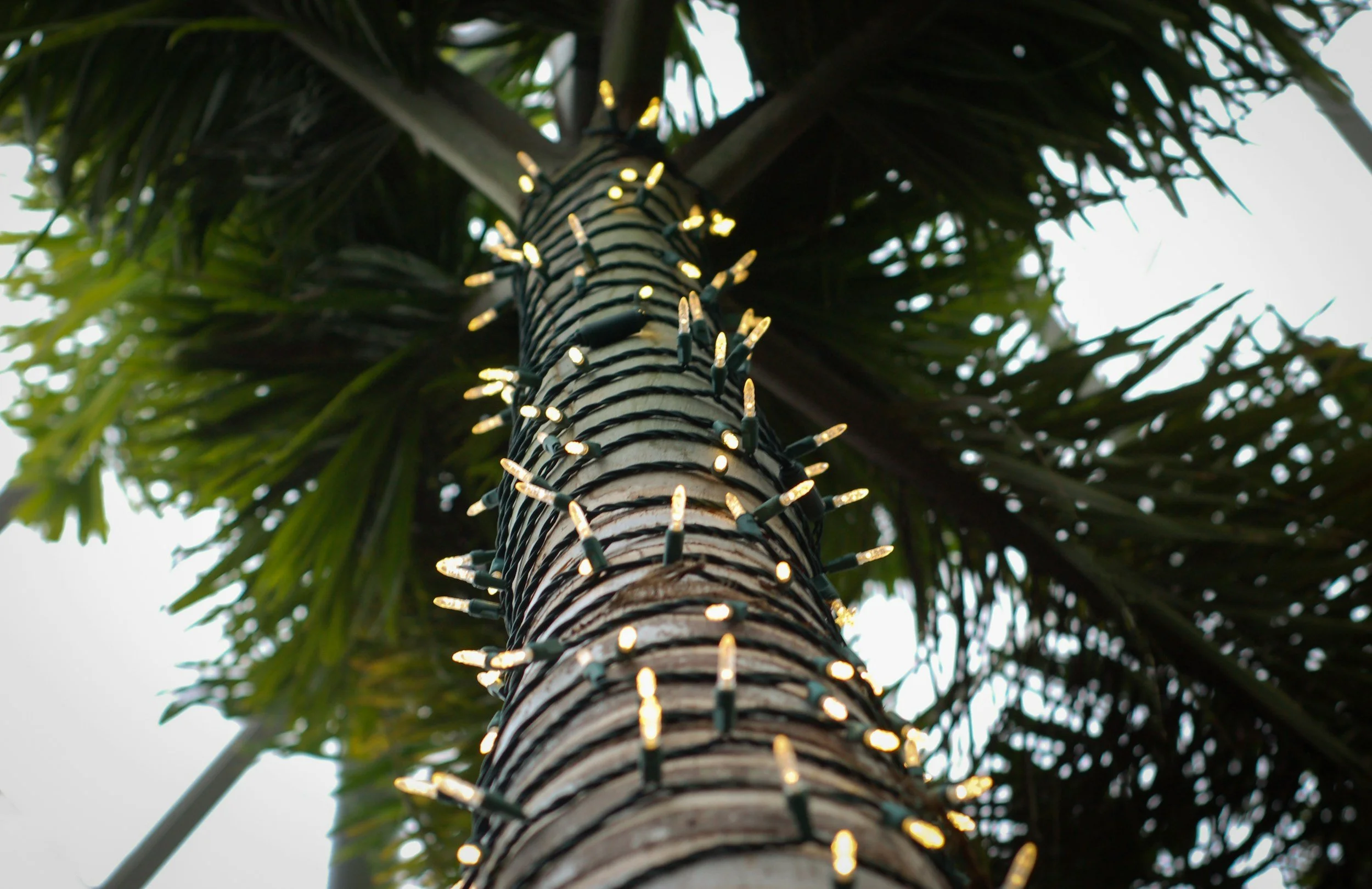 Holiday Social Media Plan for Palm Beach County Businesses (Nov-Dec 2026)