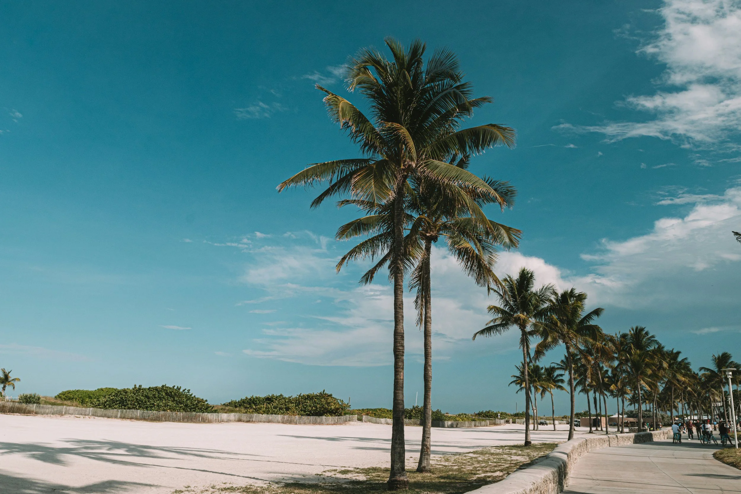 Sunny Florida beach lined with palm trees on a clear winter day