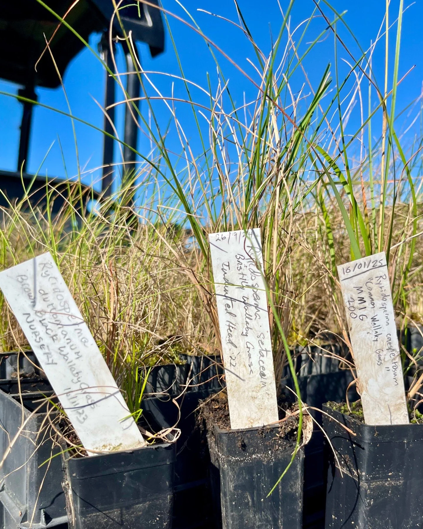Implementing some @ecovineyards practices into the vineyard 🌱 We’ve just planted Sweet Bursaria and three species of Wallaby Grass at the end of each row. These native insectary plants will attract predatory arthropods that provide natural bio
