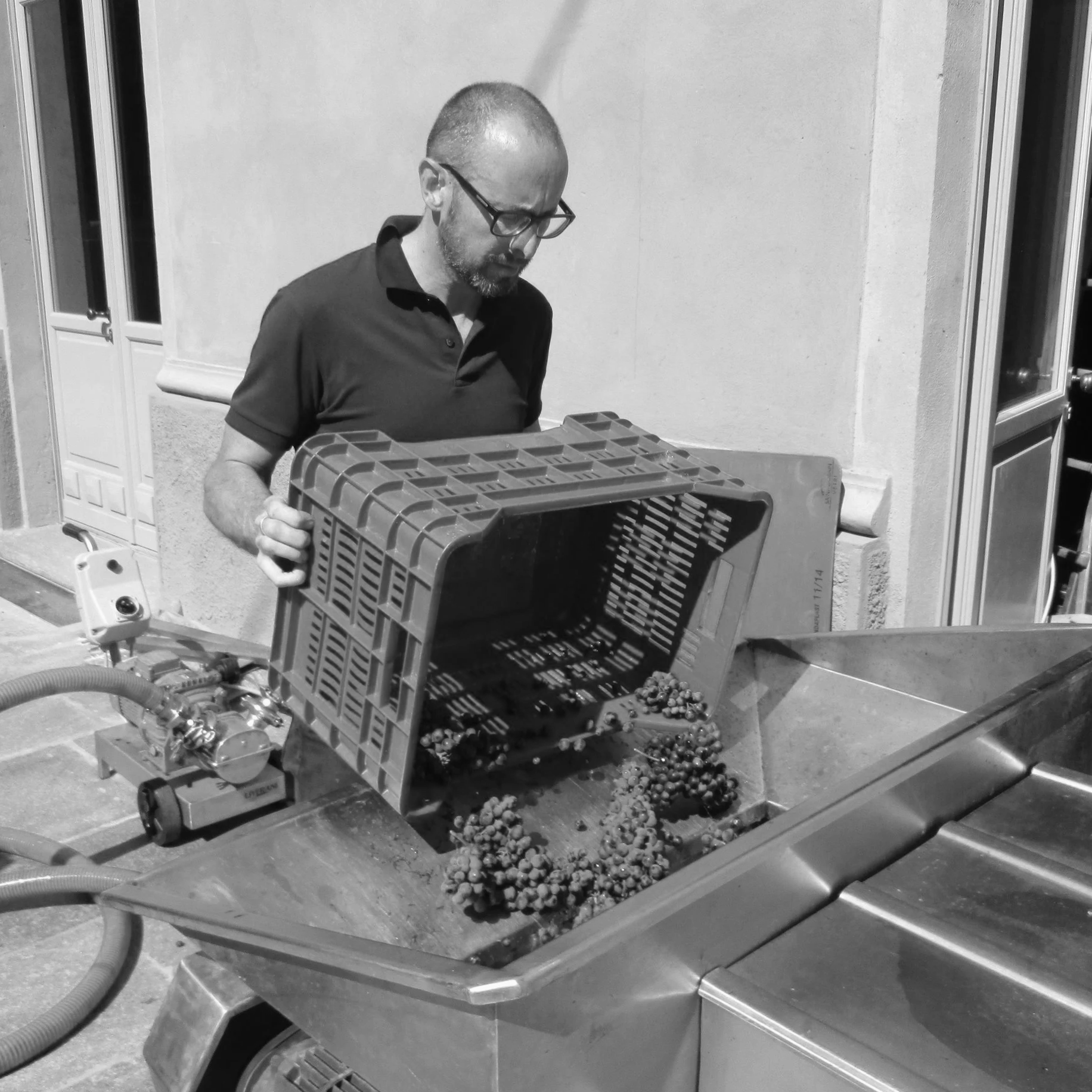 Two men operating a grape crusher-destemmer machine in a winery setting, holding buckets, with a wheelbarrow full of grape stems and branches.
