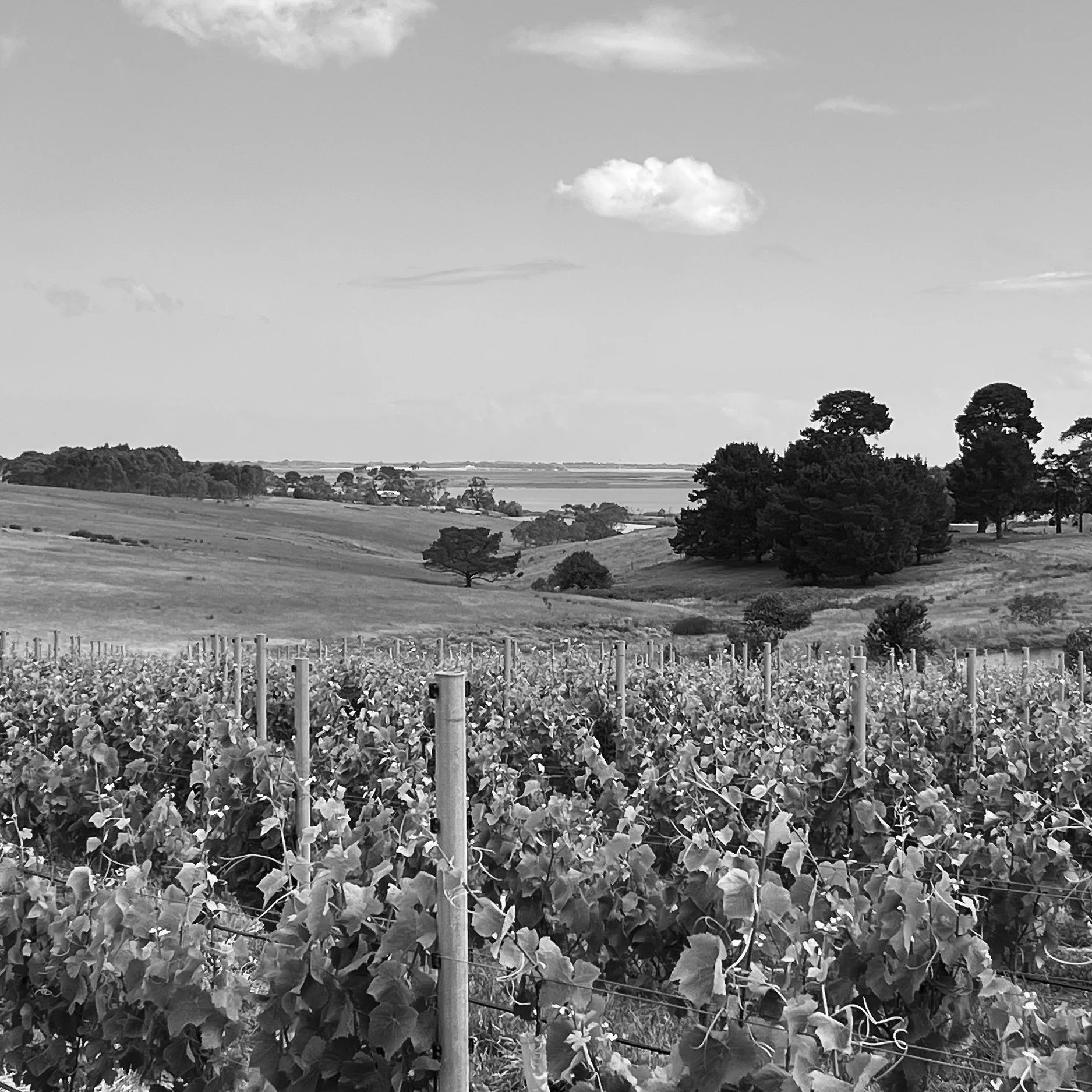 Black and white image of a vineyard with rows of grapevines, a hilly landscape, trees, and a distant view of a body of water under a partly cloudy sky.