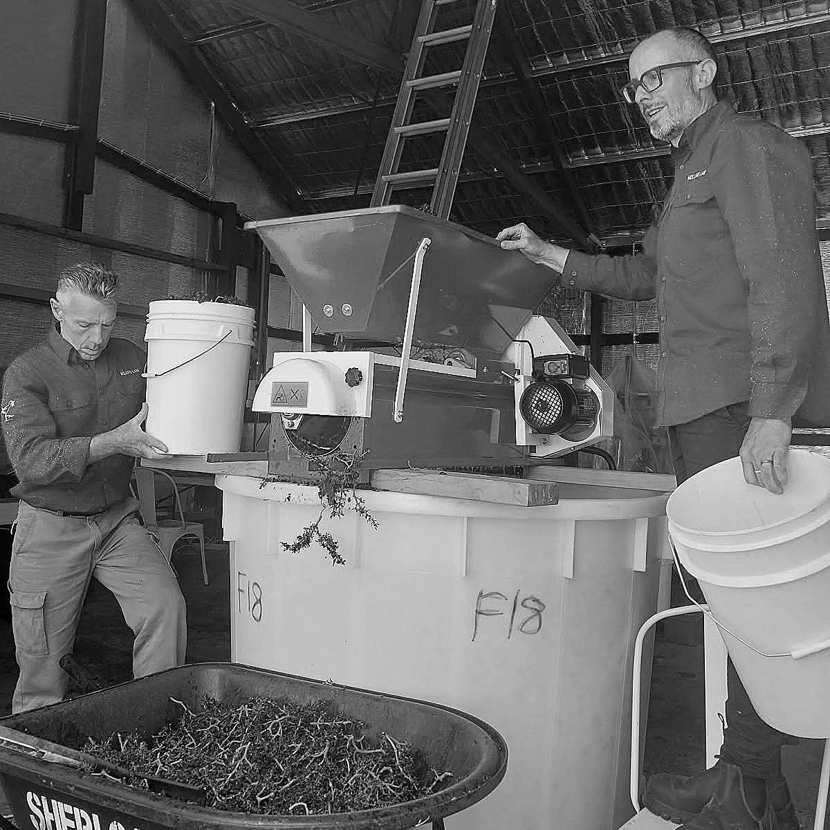 Two men operating a grape crusher-destemmer machine in a winery setting, holding buckets, with a wheelbarrow full of grape stems and branches.