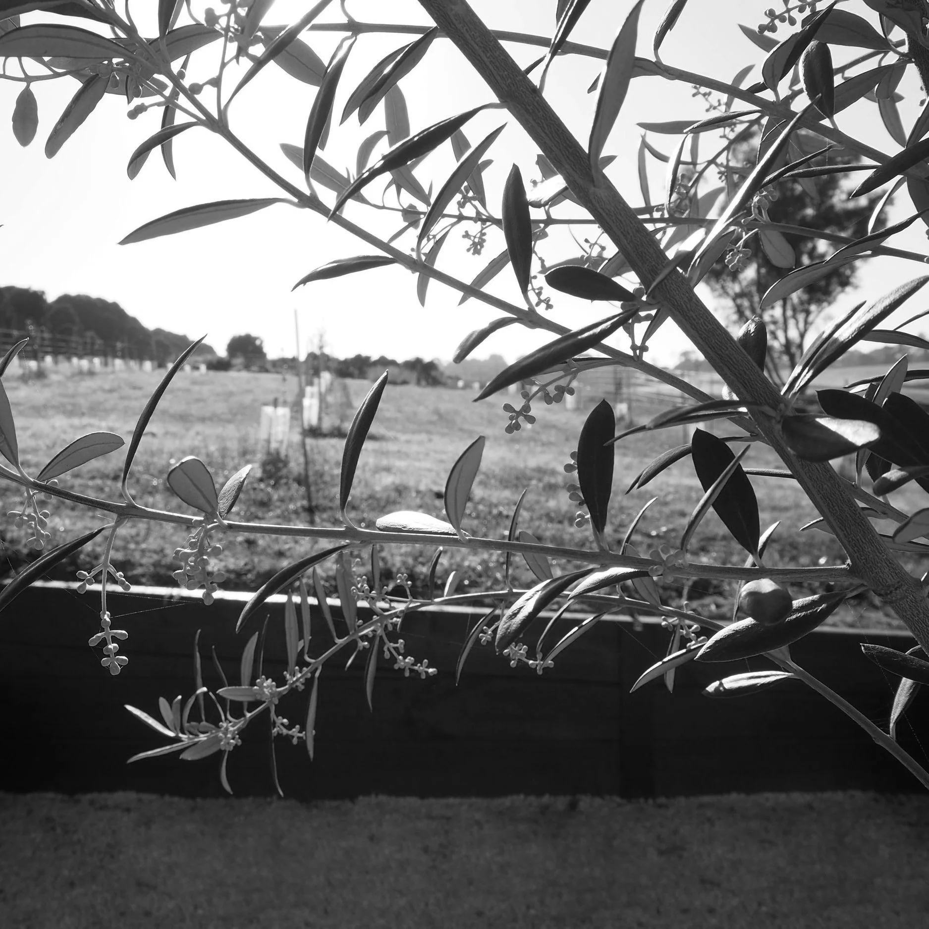 Black and white photo of olive tree branches with leaves and small buds in the foreground, set against a blurred countryside landscape.