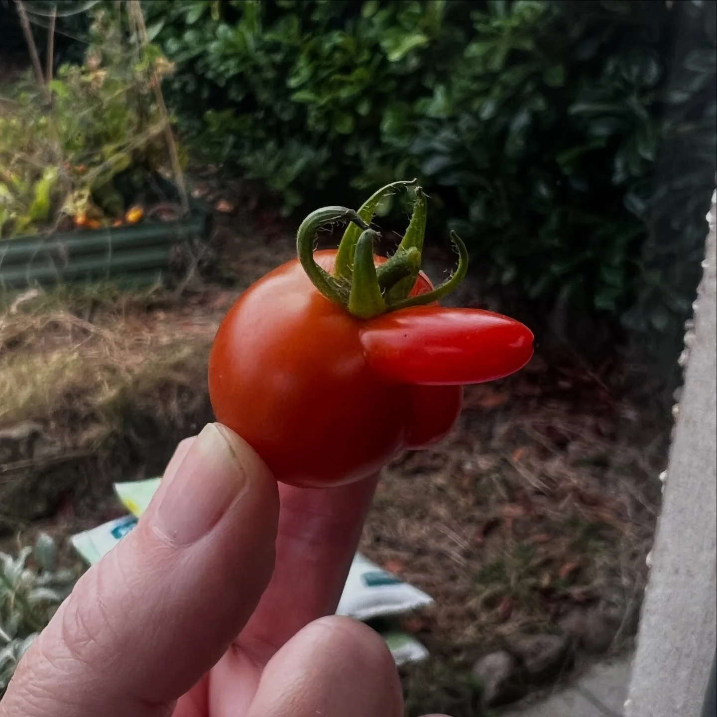 Got to love a home grown tomato 🍅 

#tomato #wonky #nosejob