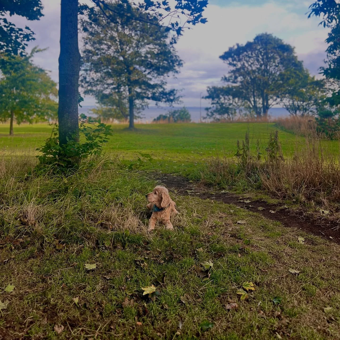 Just @randolphmortimer ignoring me at the end of his walk so that he doesn&rsquo;t need to leave the park&hellip; Nothing to see here&hellip; 🐶