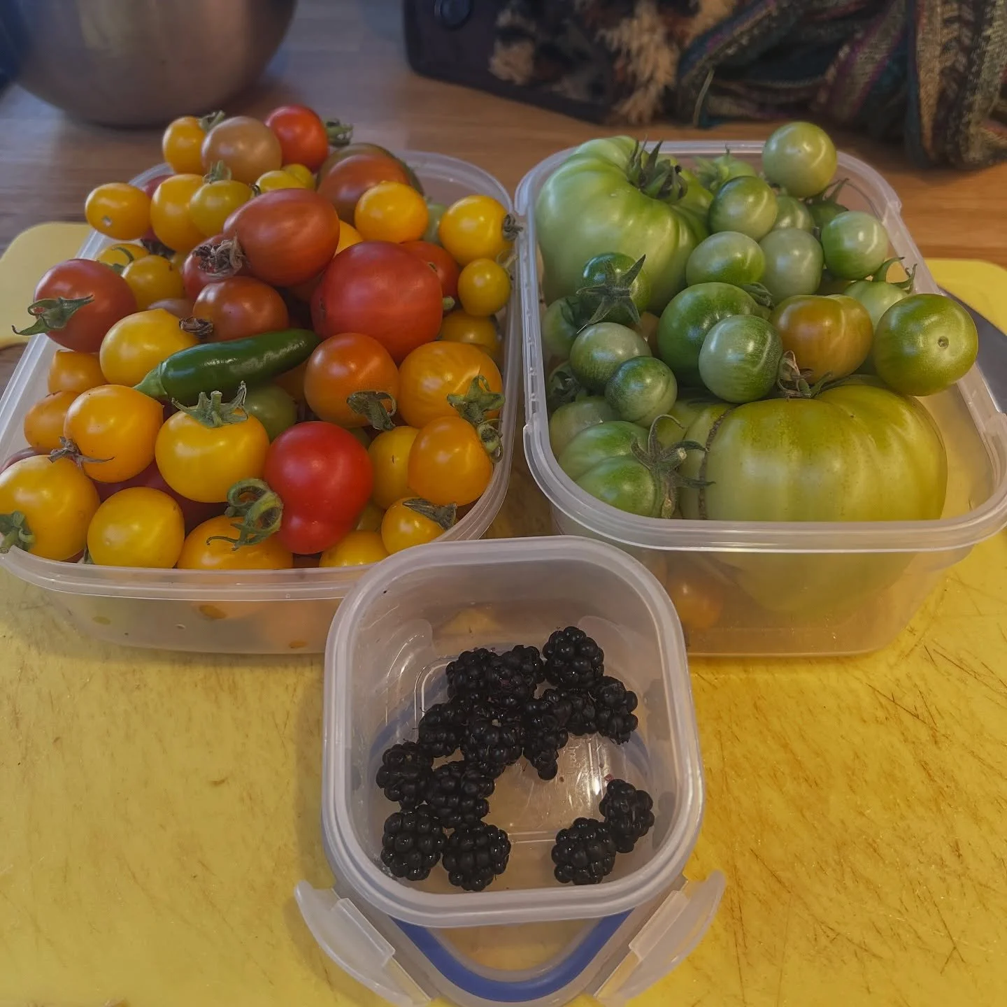 Garden Tomatoes have been pretty strong this season, blackberries less so (though very sweet!)... But ONE 🌶️ ?? 😂😂