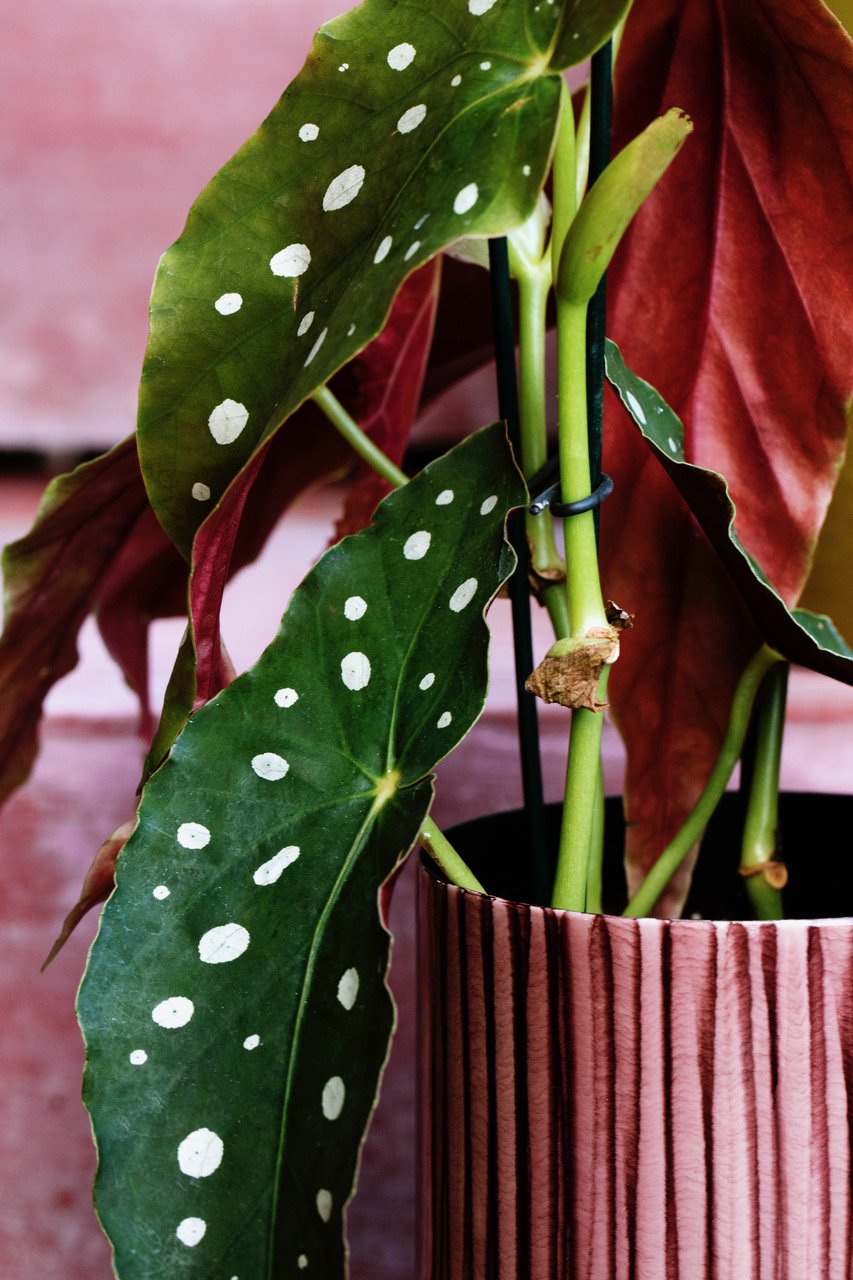 plants styling.jpeg