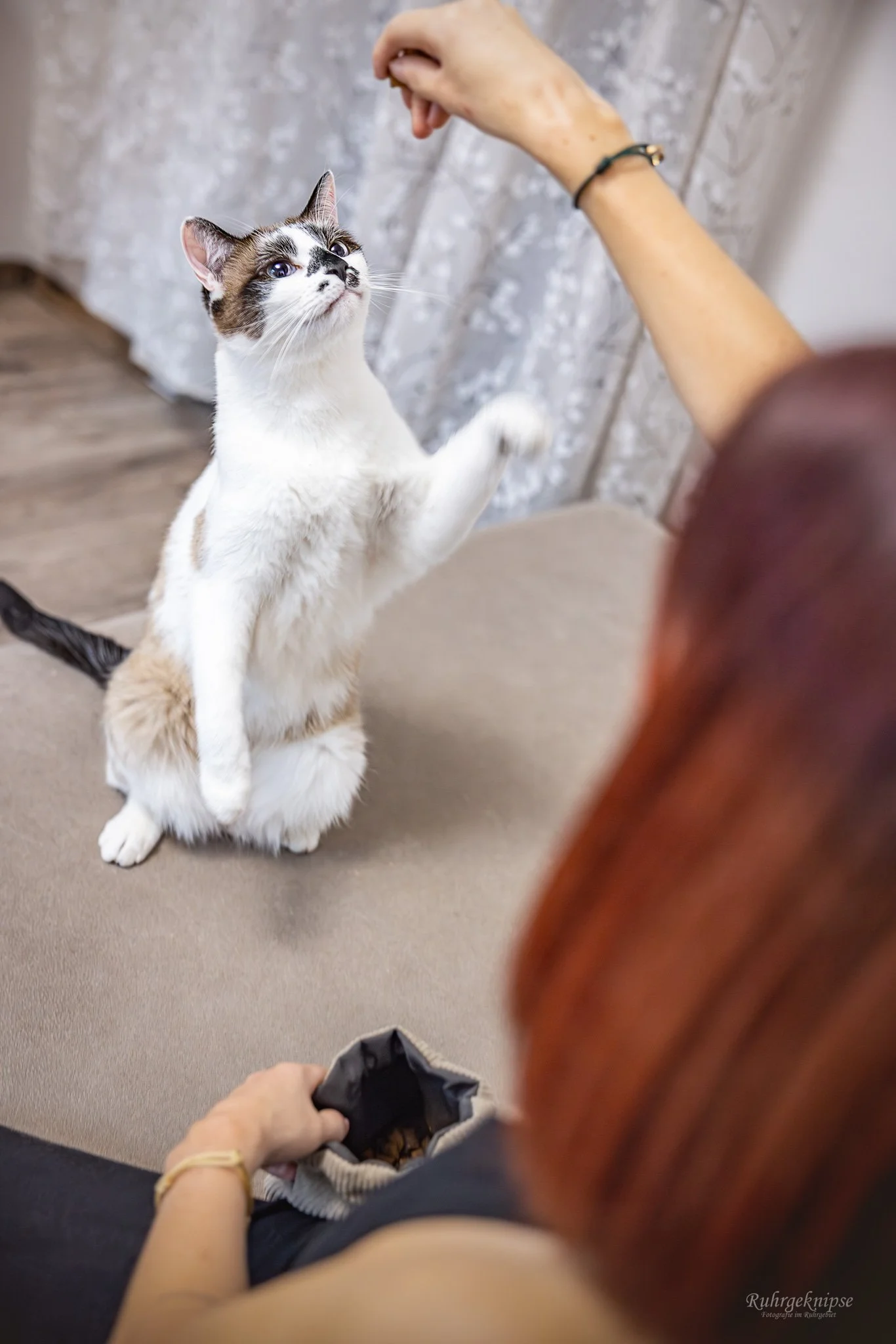 Eine Katze sitzt auf ihren Hinterbeinen, während eine Person mit ausgestreckter Hand vor ihr eine Spielzeugeisenbahn hält.