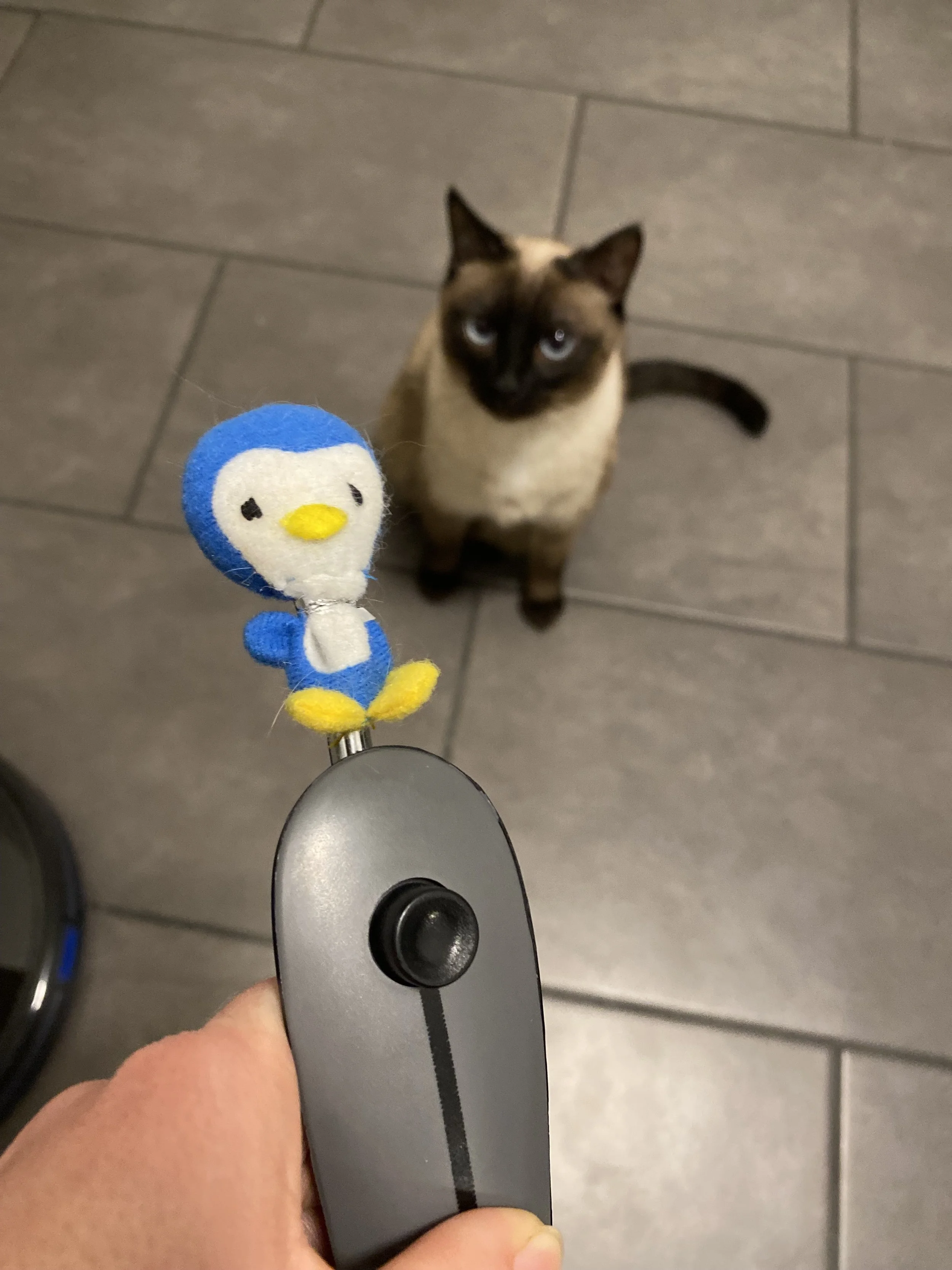 Ein Katzenkumpel schaut nach oben, während eine Hand eine Fernbedienung hält, die ein Plüschtier in Form eines Pinguins daran befestigt hat.