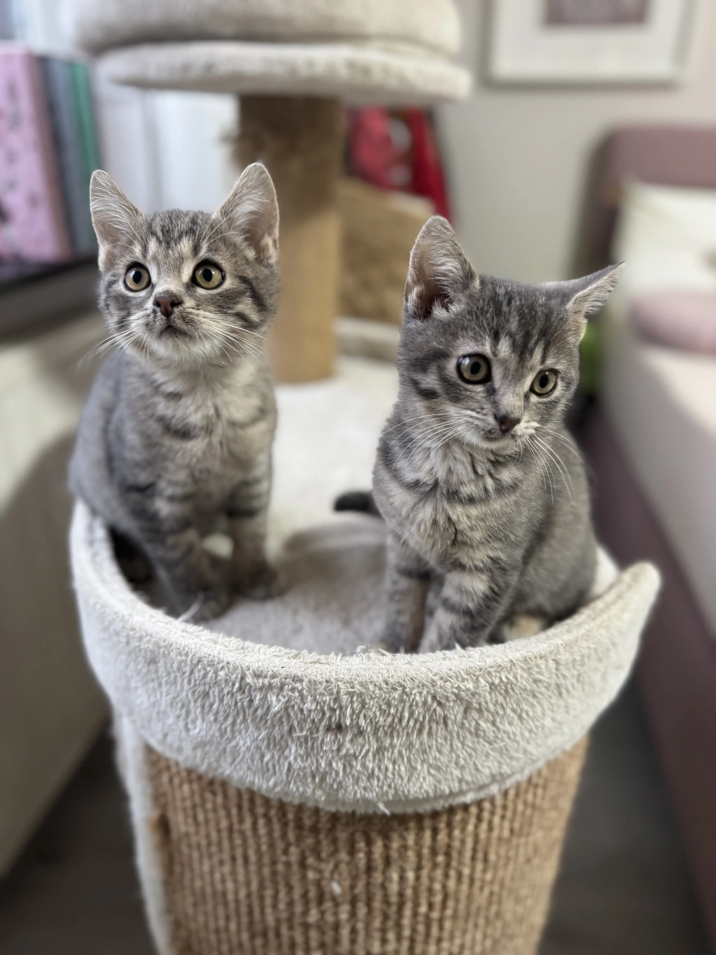 Zwei junge grau-getigerte Katzen sitzen auf einer Katzenbaum-Korbtasche in einer Wohnung.