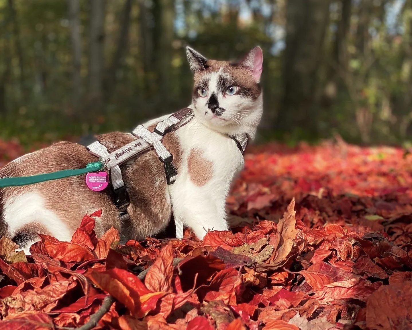 Ein bunter Hund, der auf einer Laubstreu im Wald im September sitzt.