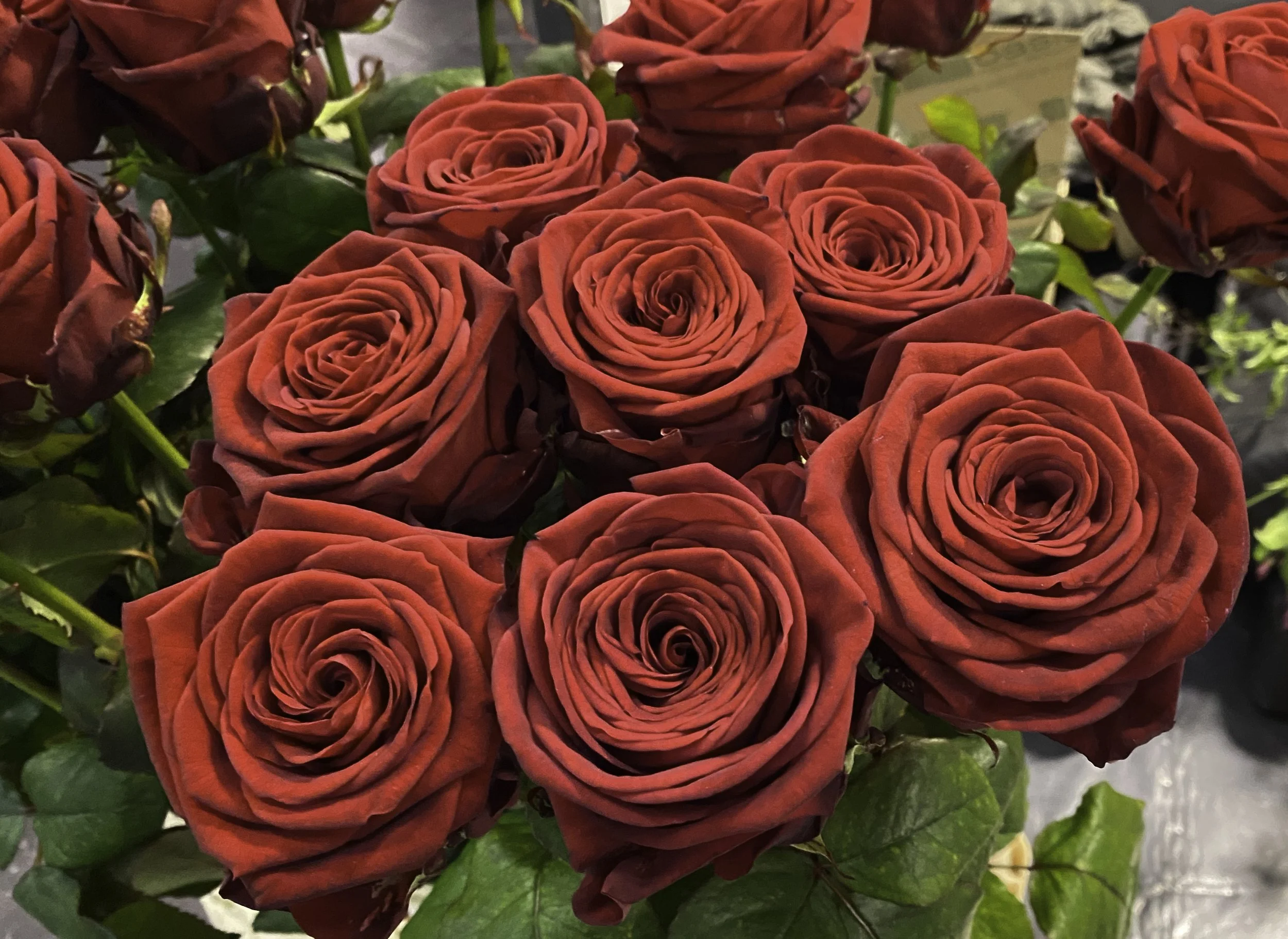 Porta Nova: Sustainable Roses Designed for Modern Floristry