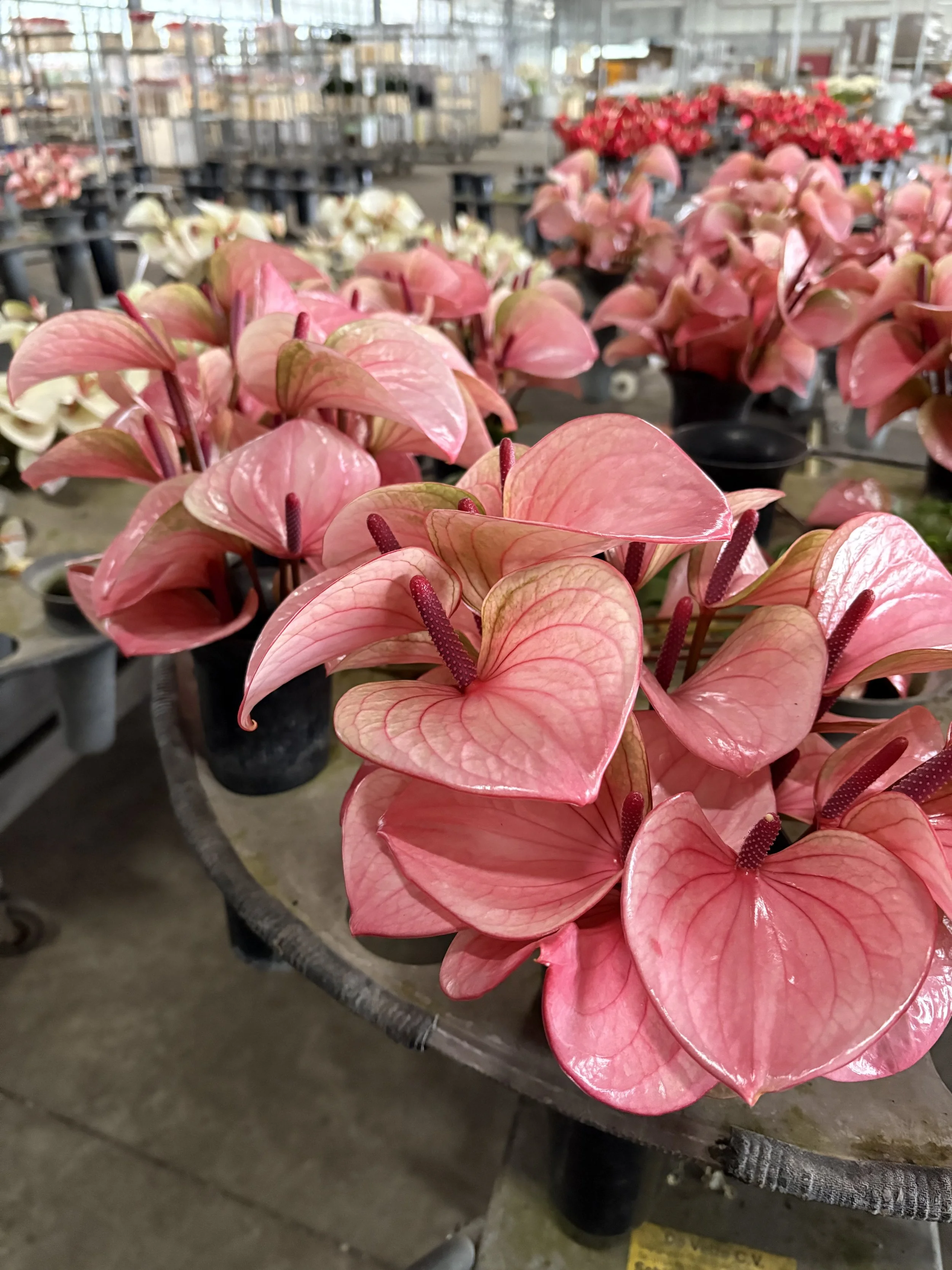 The Journey of a Flower: From Grower to Florist