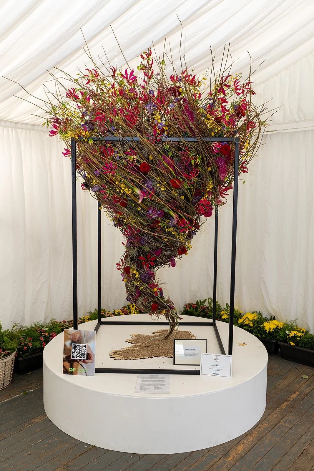 Gold for Irish Floristry: From Seed to Full Bloom Wins at Bloom 2026