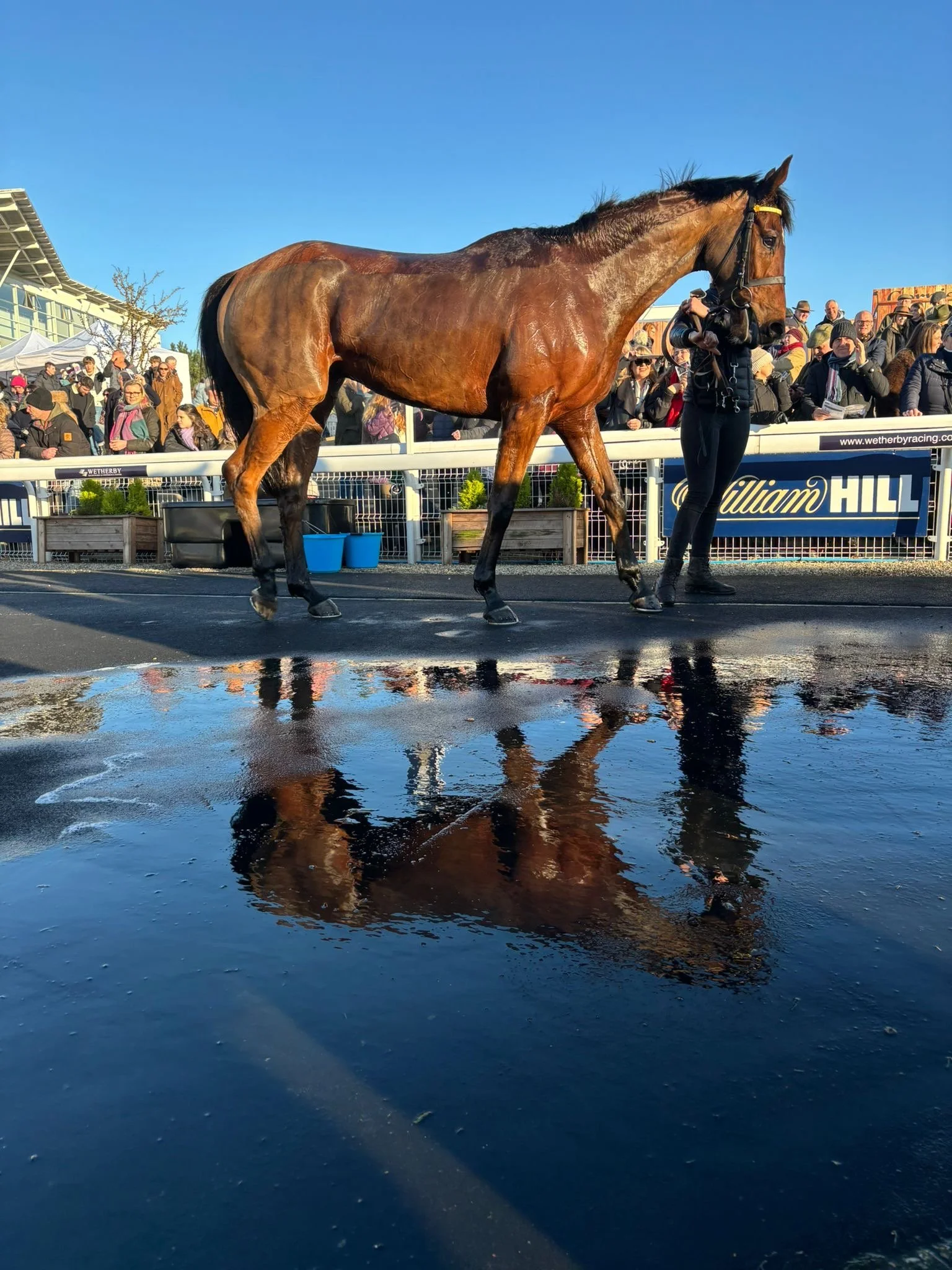 How the non-runners affect Willie Mullins' chances