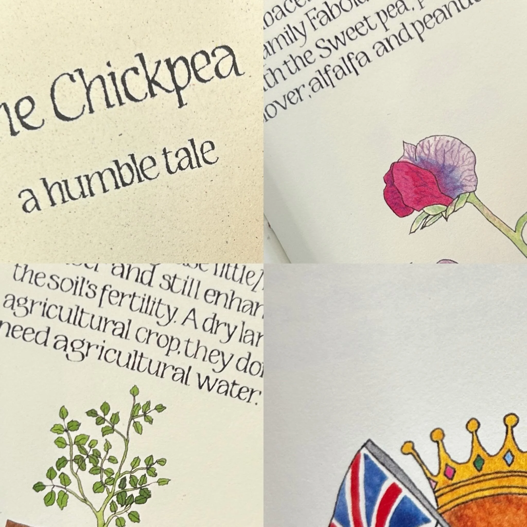 My new book, The Chickpea, showing its fresh face at @inkpaperandprint in Lewes Town Hall until 4:30 today. 😊