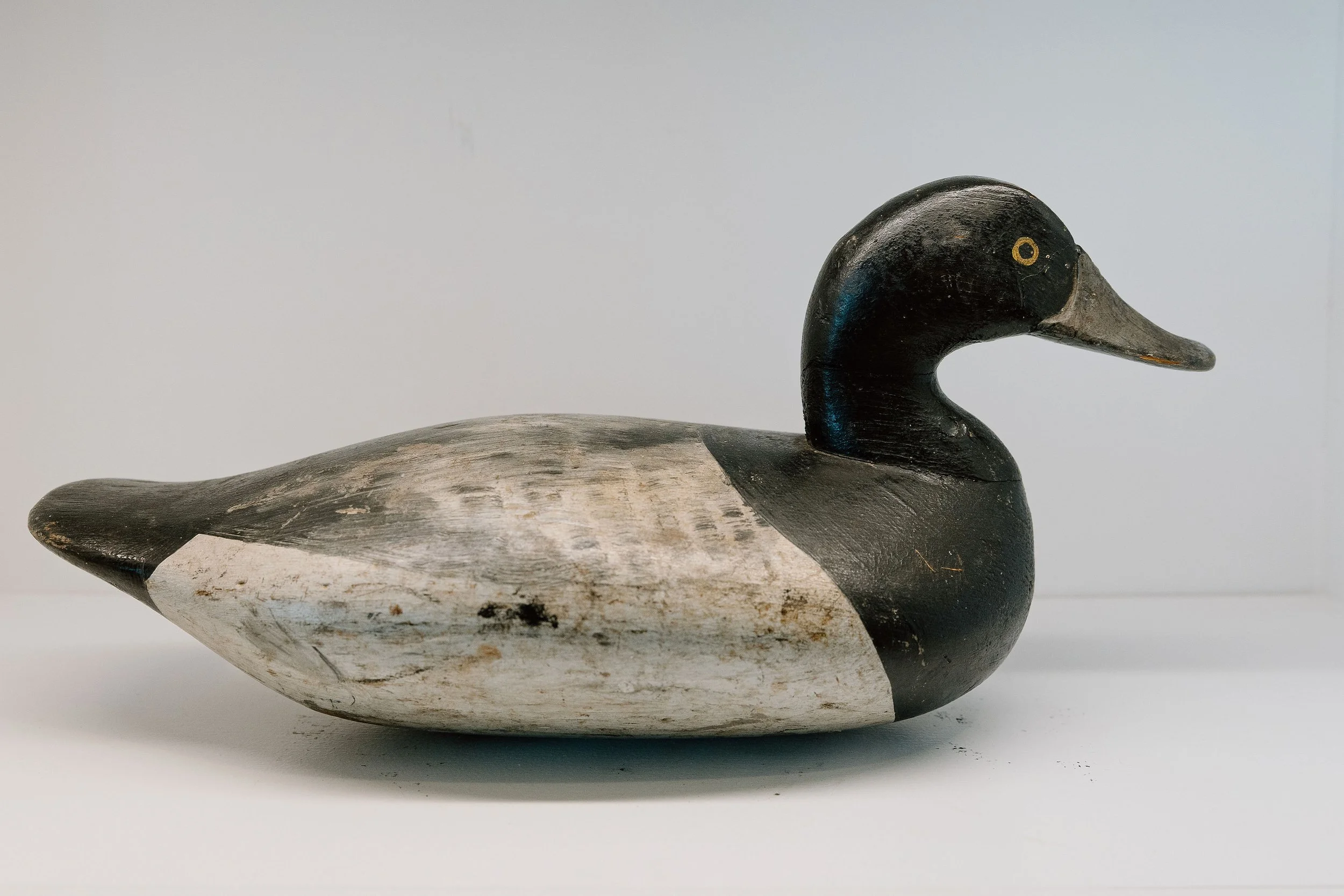 James T. Holly, Bluebill, ca. 1890