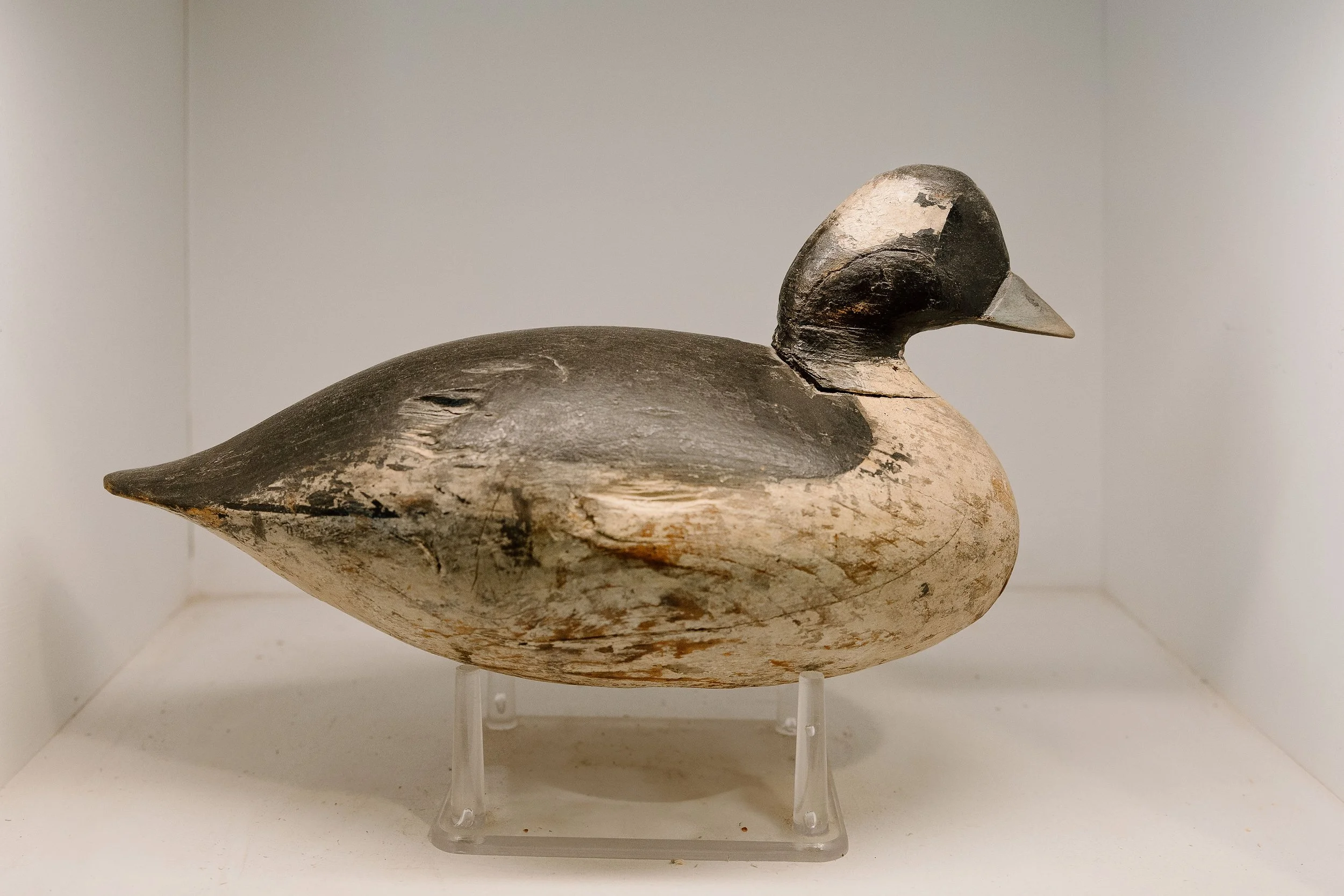 Ira Hudson, Bufflehead Drake, 1900-1920