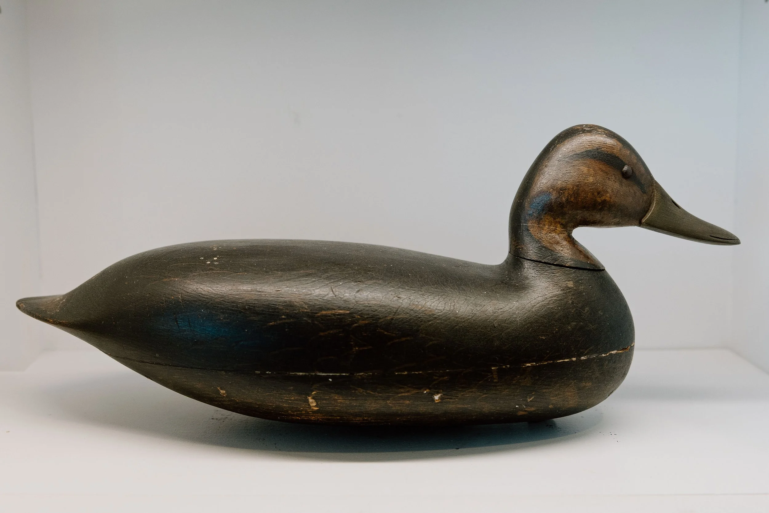 Harry V. Shourds, Black Duck, 1881-1920