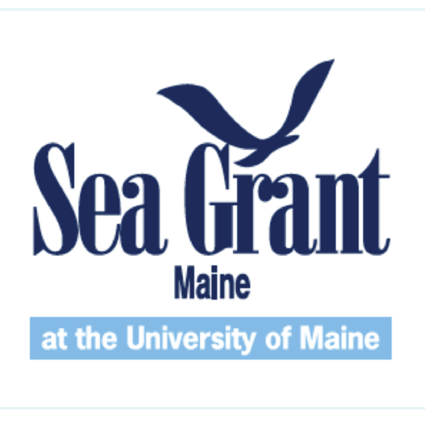 Logo of Maine Sea Grant at the University of Maine with a stylized flying bird graphic.