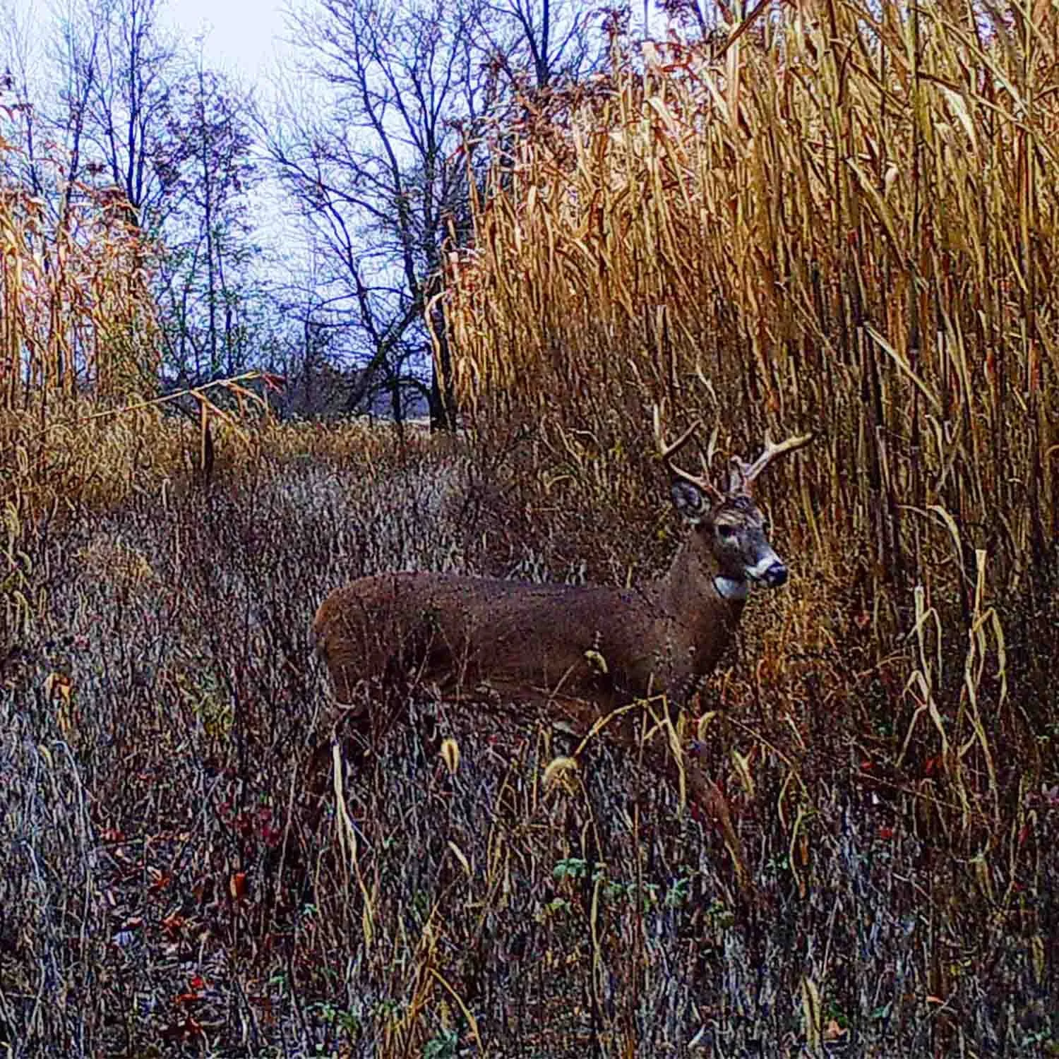 Buck-Using-Soybean-Food-Plot-Trail.jpg