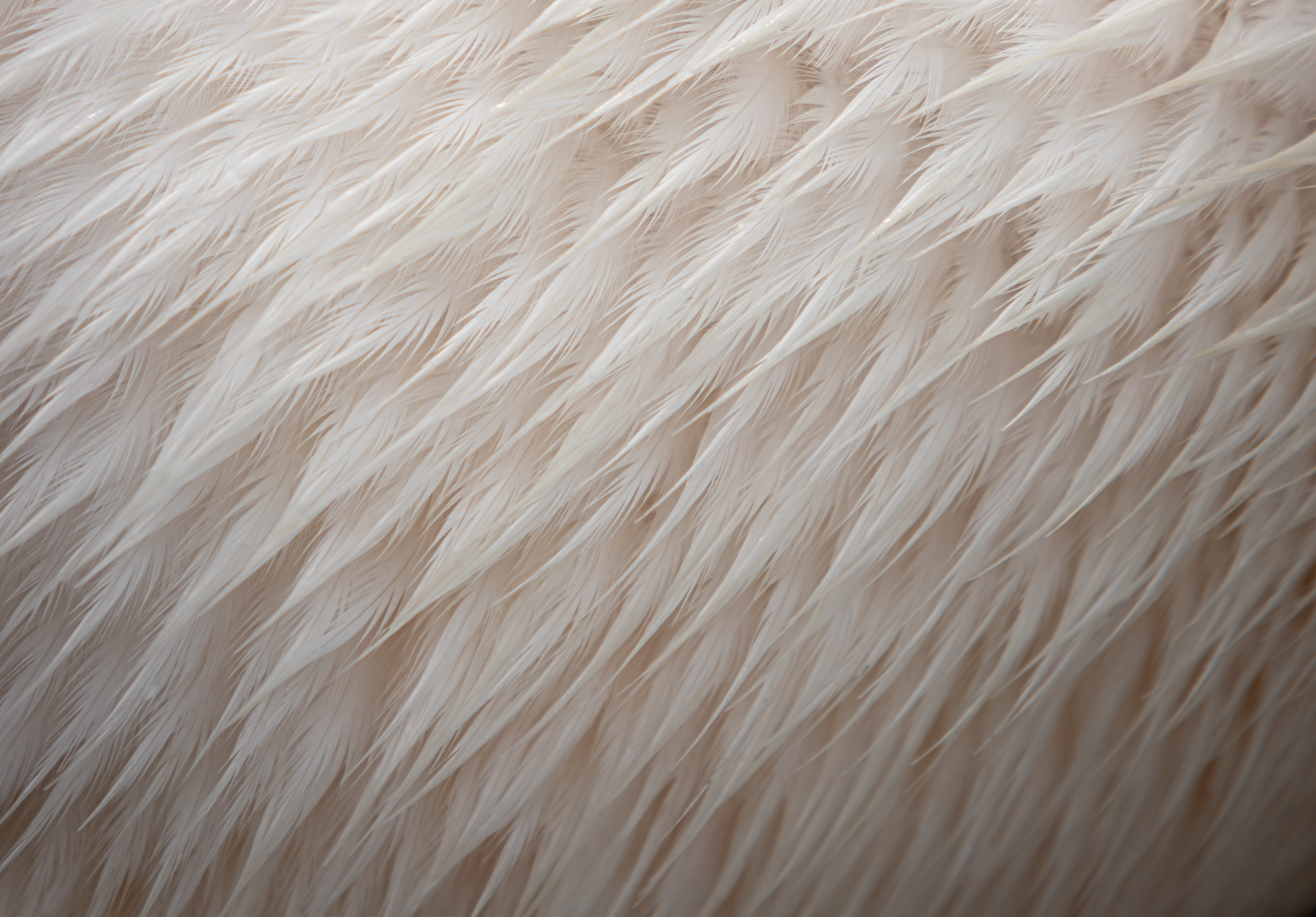202512_NHP_2460.png