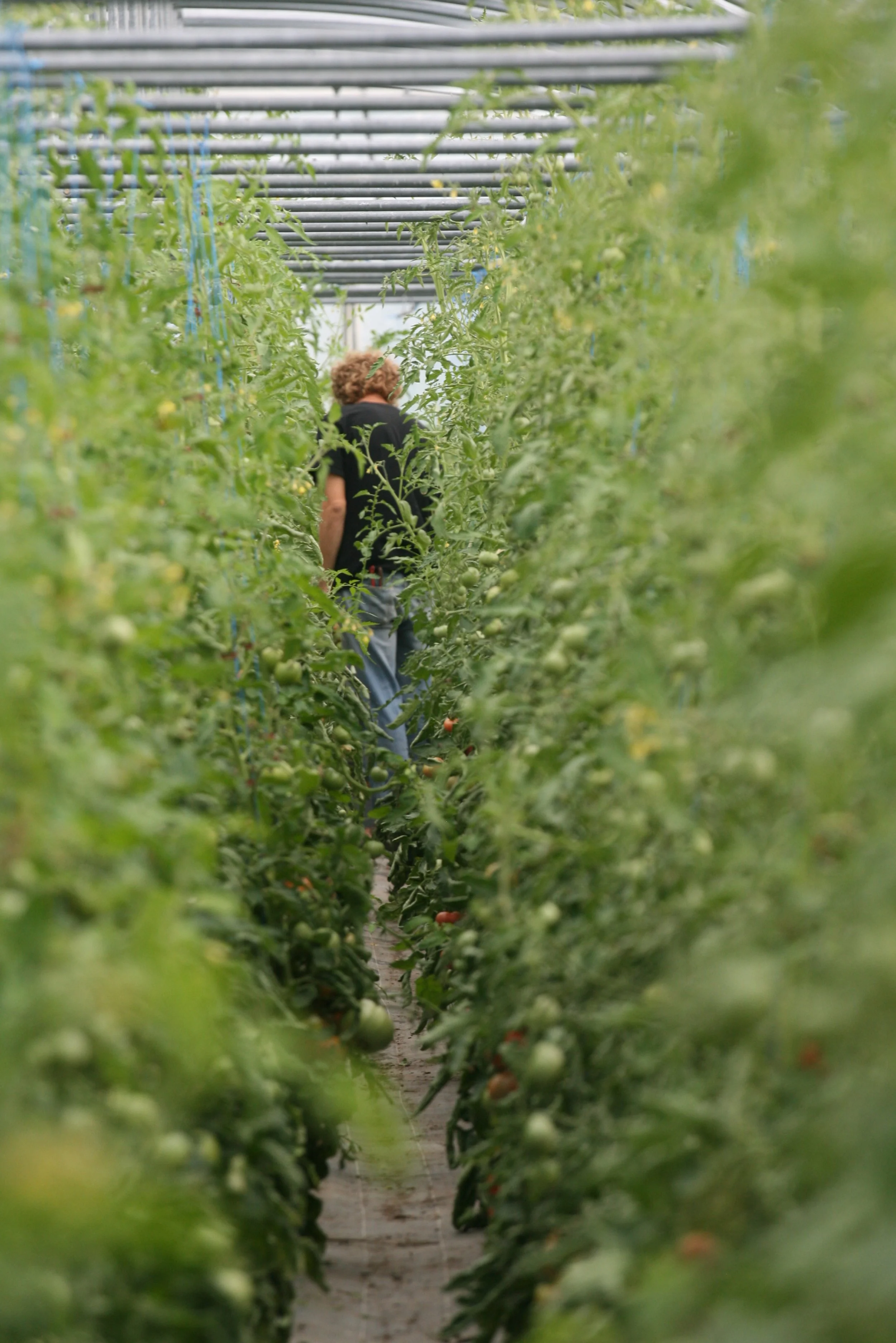 Une personne marchant entre des rangées de plantes dans une serre, entourée de feuillage vert.