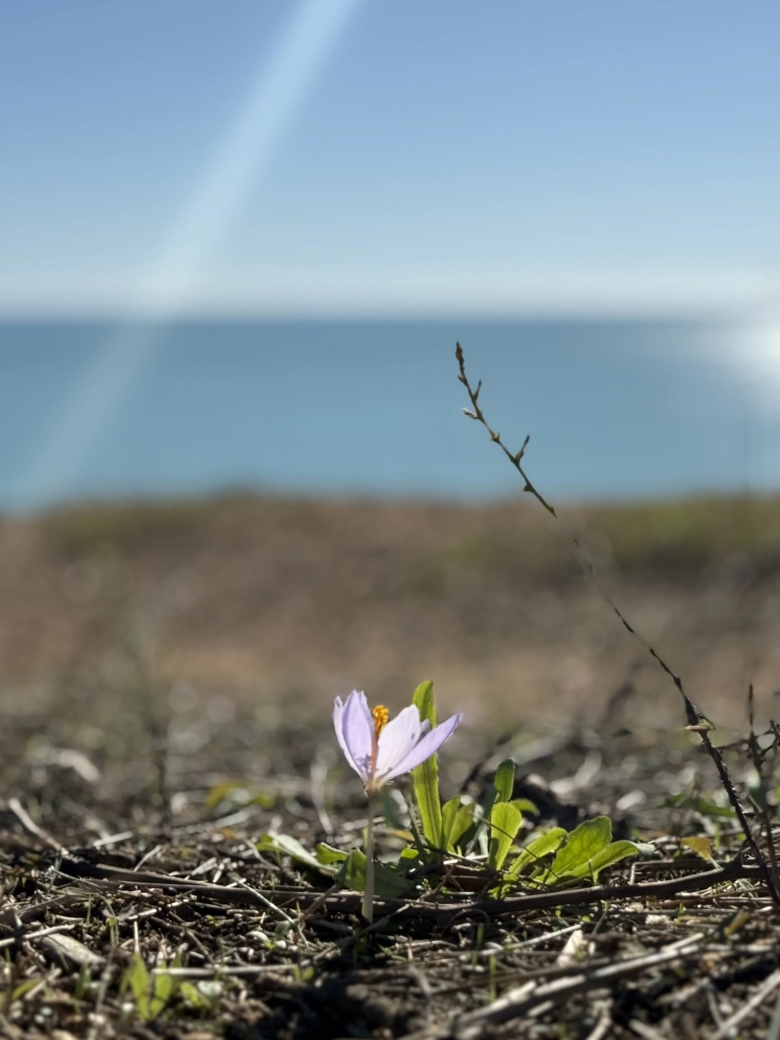 Krokus vor Meerkulisse an Algarve