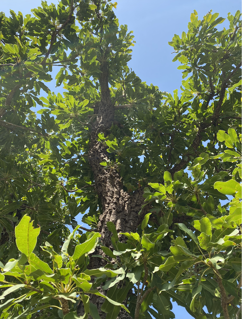 Certifications, Relationships, and the Work Beneath the Label