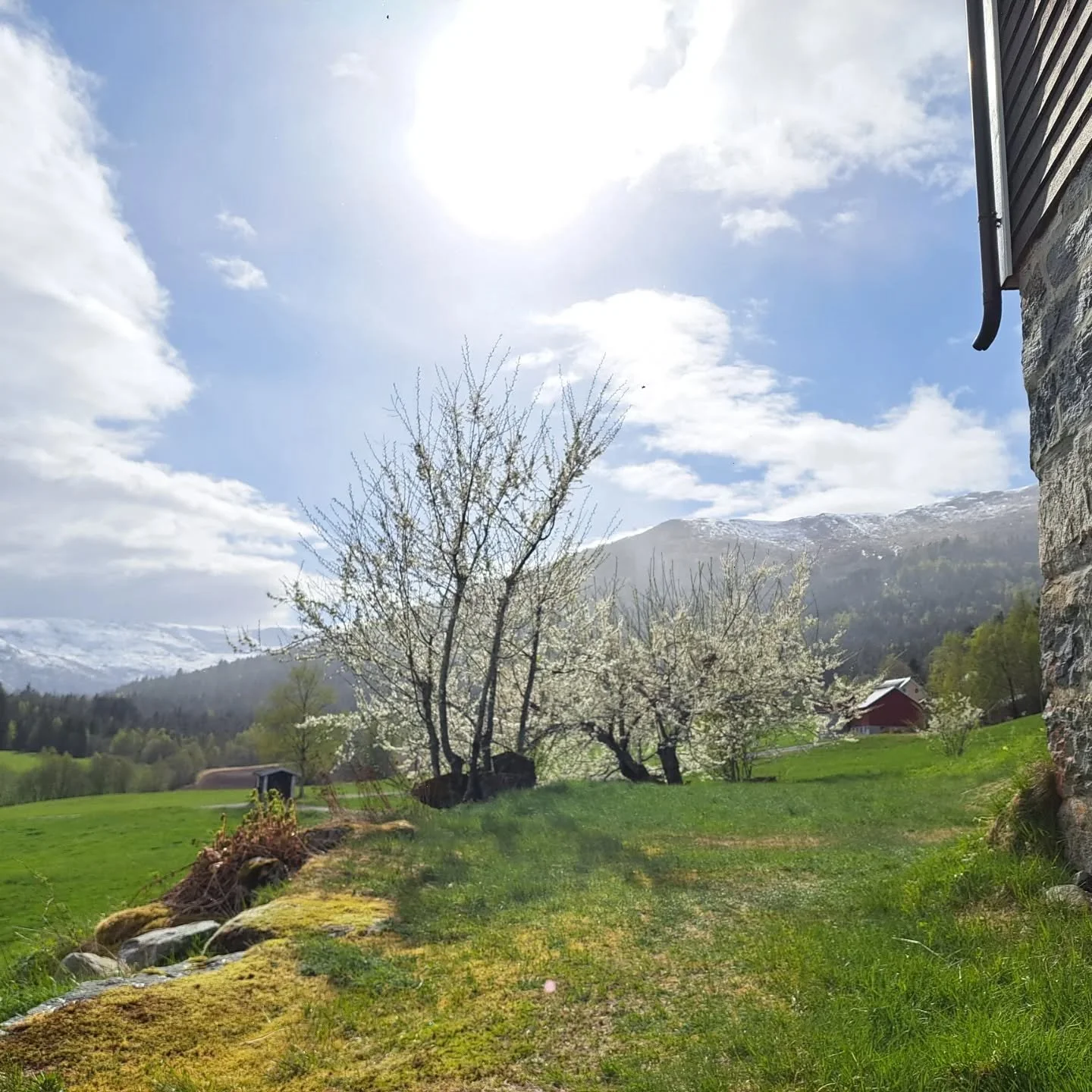 V&aring;ren i Heggjabygda er vakker ☀️🌿 Alt blir gr&oslash;nnere. Alt blir lysere. Plommetr&aelig;rne st&aring;r i blomst. Men vinteren slipper sjeldent lett ❄️