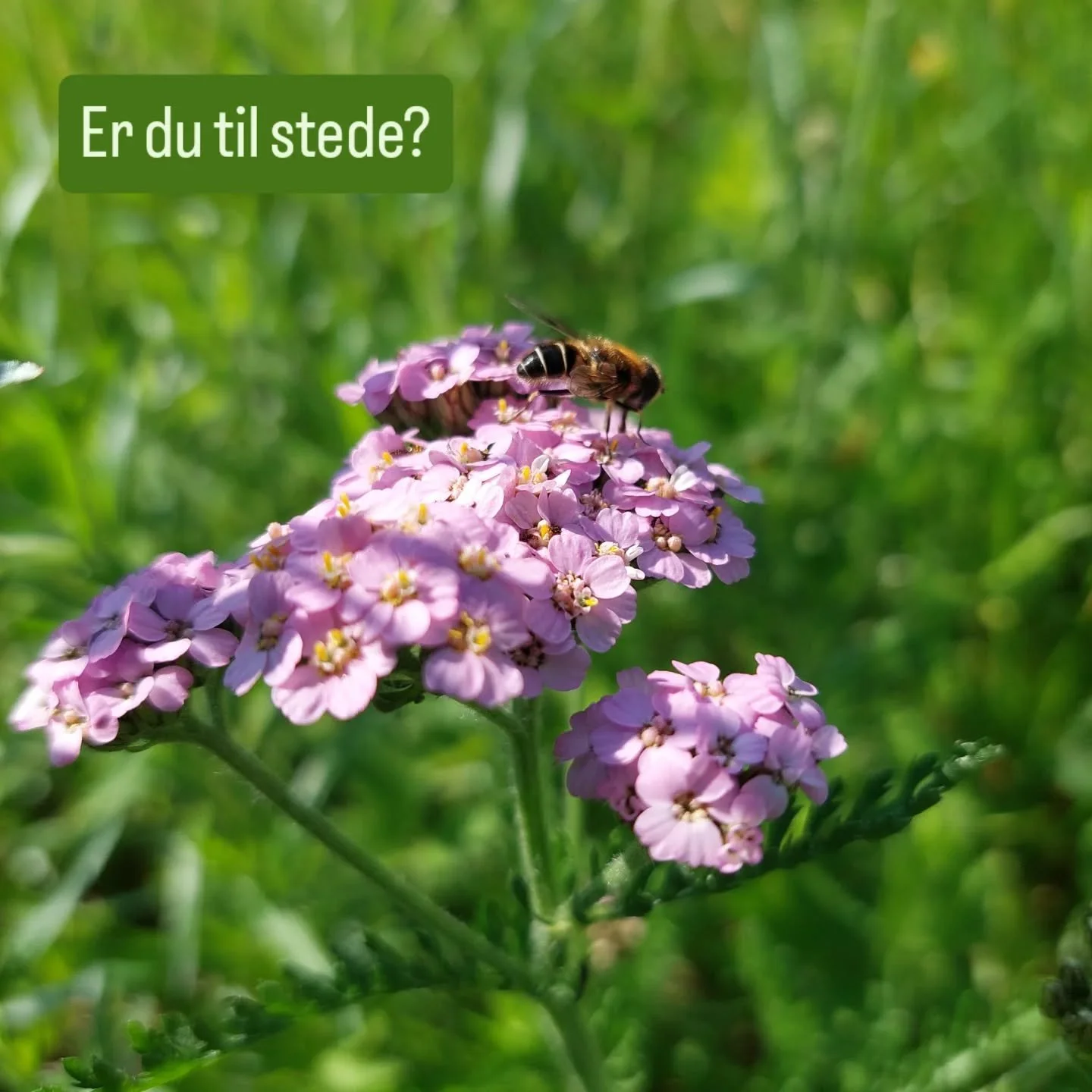 Vi &oslash;nsker velkommen til sommeryoga p&aring; Heggjabygda Gjestegard s&oslash;ndag 28. juni! Sommerferien n&aelig;rmer seg for de fleste, men har du rukket &aring; kjenne ordentlig etter hva du vil i ferien? Eller kommer du til &aring; bruke hel