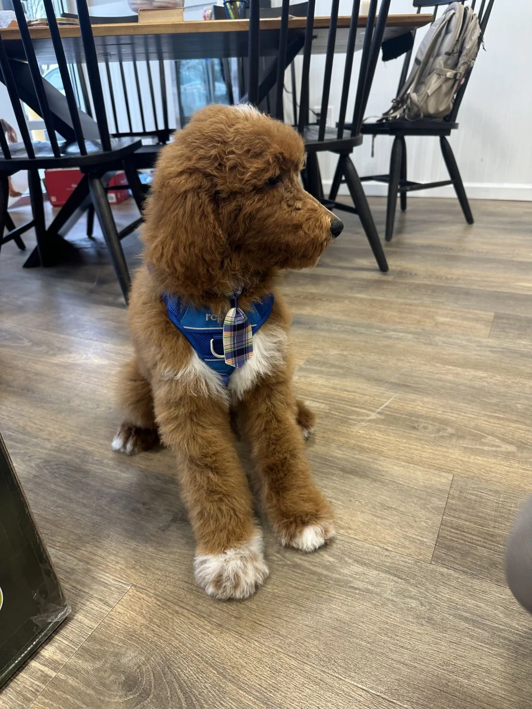 Meet our Pet of the Month: Uzi 
✨🐶Serving good boy energy, handing out paws like autographs, and chasing leaves like it&rsquo;s his passion project 🍃🐾💛