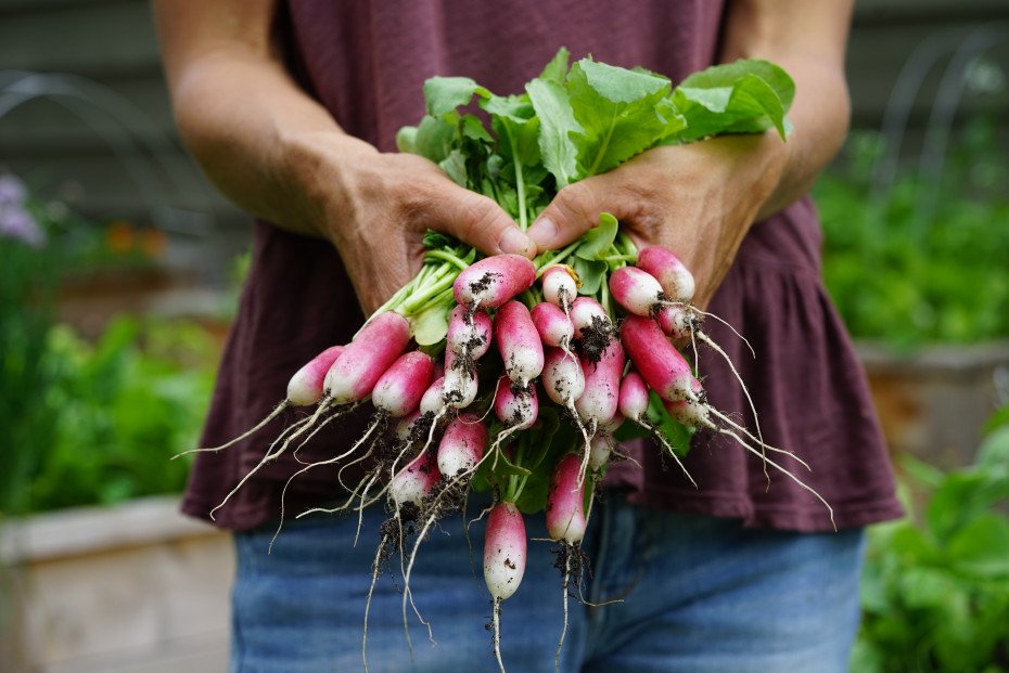 Radishes For a Beginning Gardeners Quick and Tasty Win